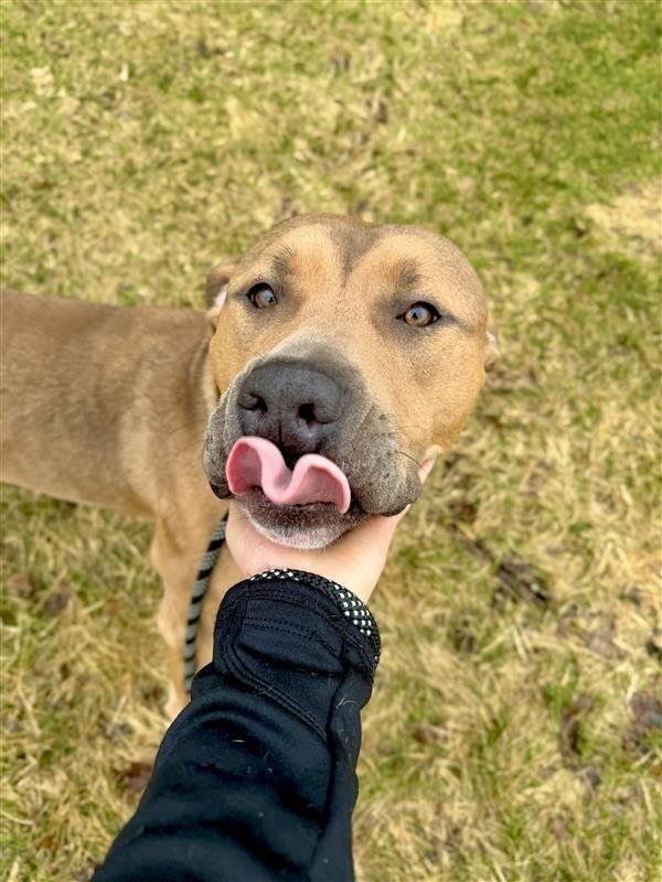 Zeus, a Adoptable Pit Bull Terrier in Gloversville, NY image 5/6
