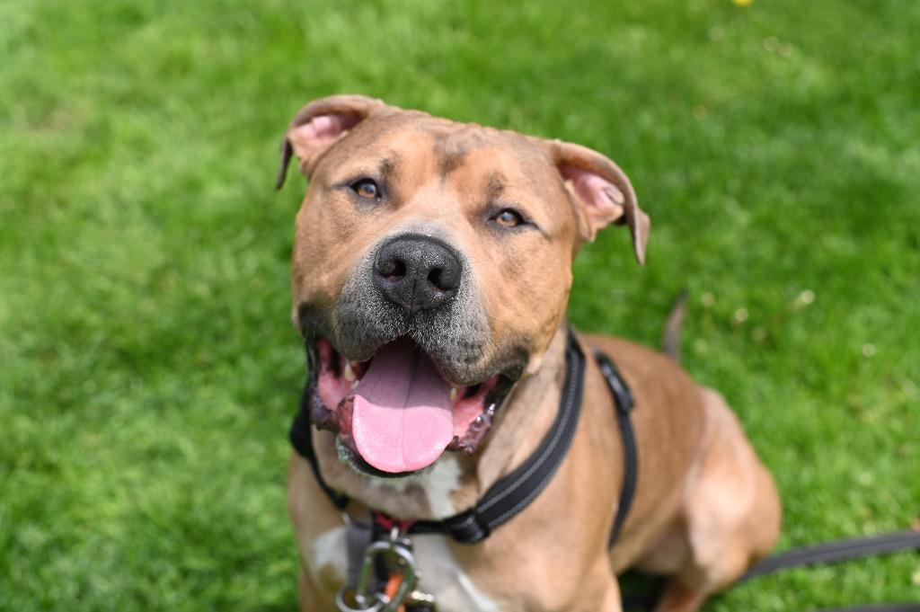 Zeus, a Adoptable Pit Bull Terrier in Gloversville, NY image 6/6