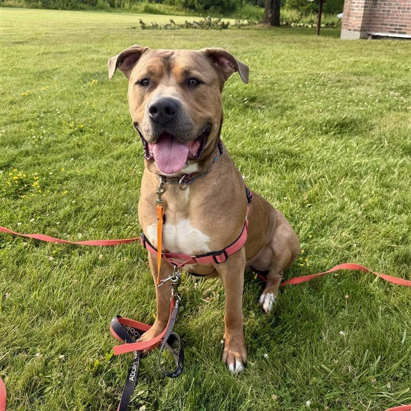 Enlarge Zeus, a Adoptable Pit Bull Terrier in Gloversville, NY image 6/6