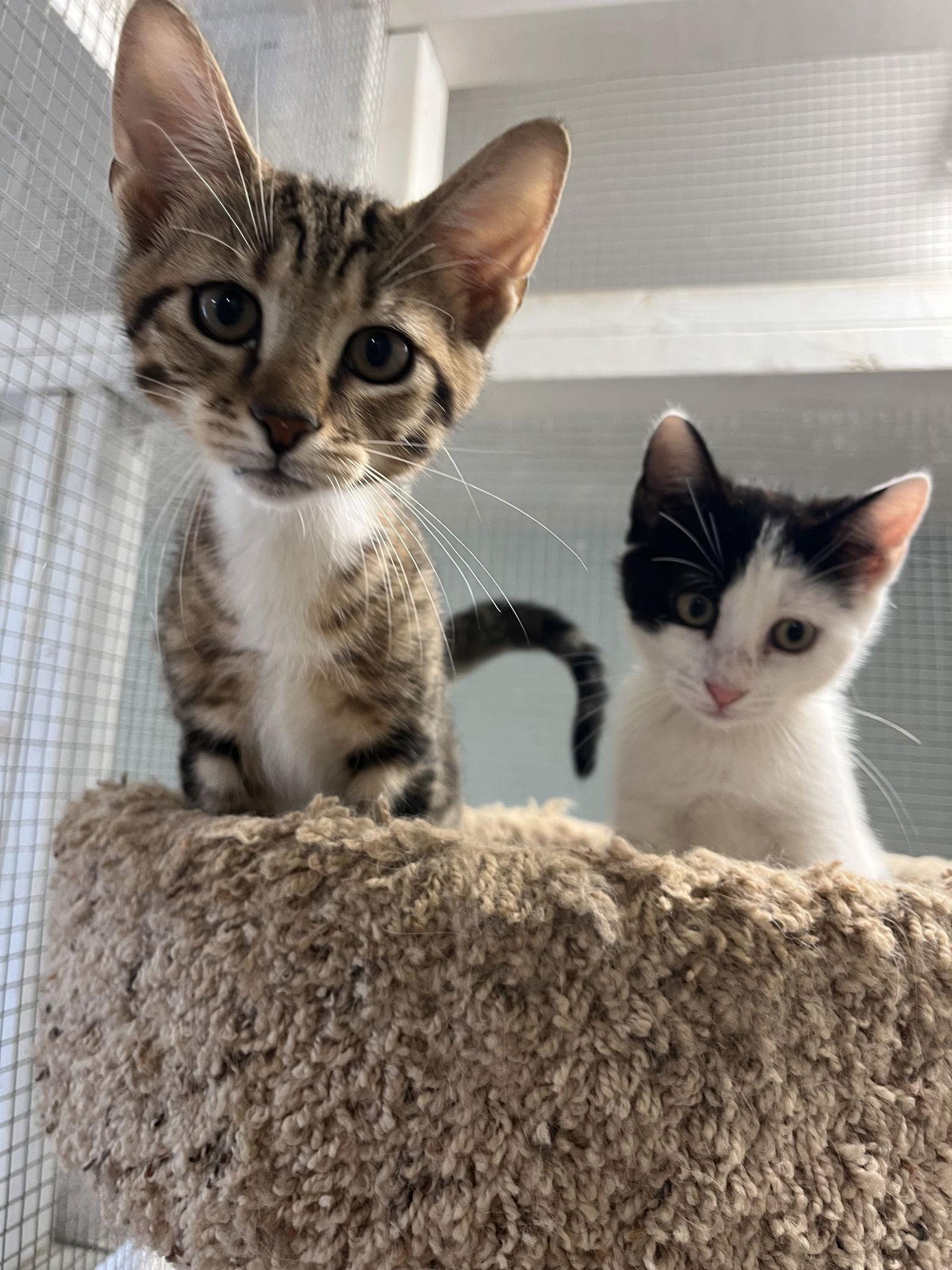 Enlarge Kittens, a Adoptable mixed breed in Melbourne, FL image 1/2