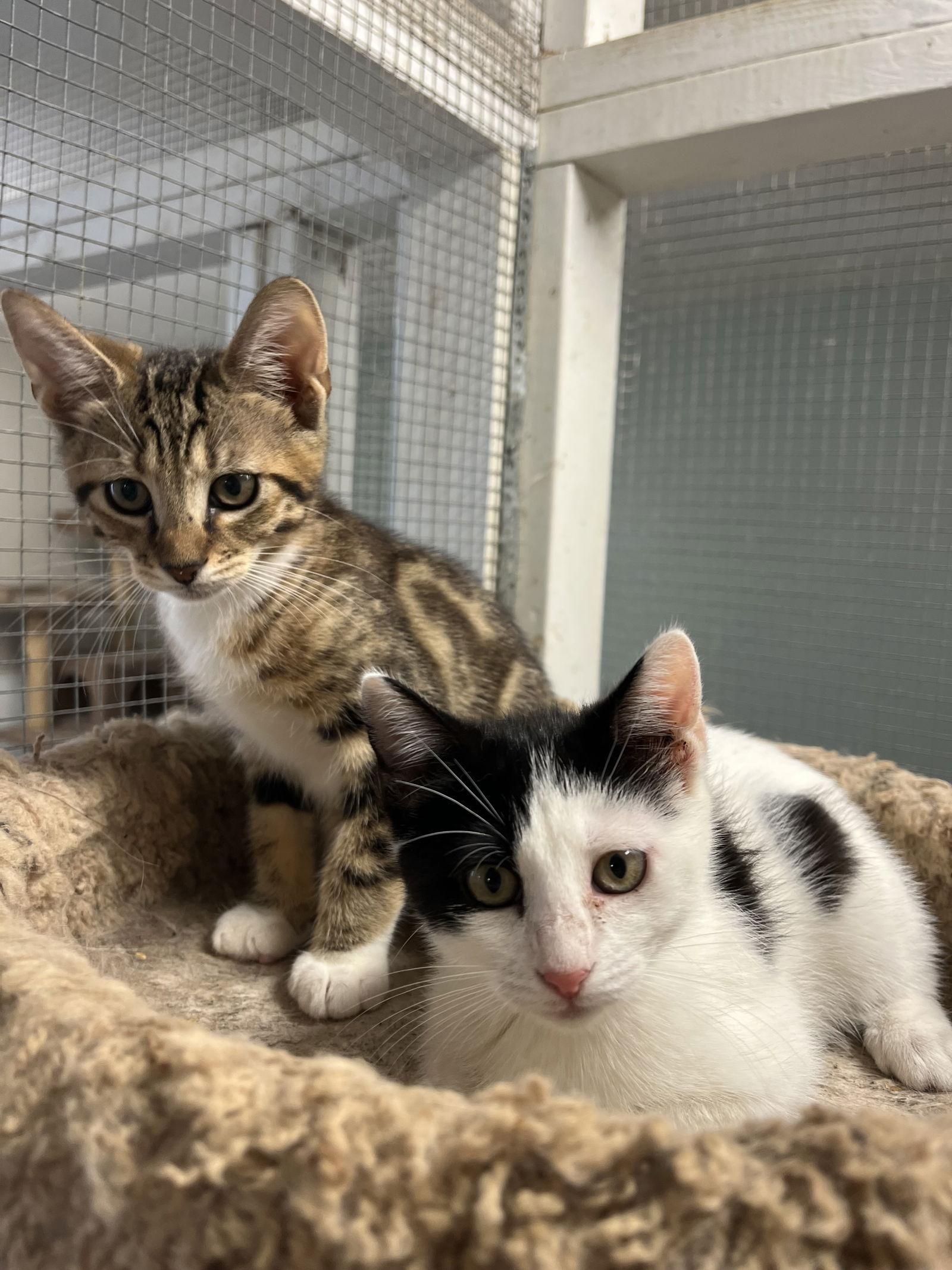 Enlarge Kittens, a Adoptable mixed breed in Melbourne, FL image 2/2