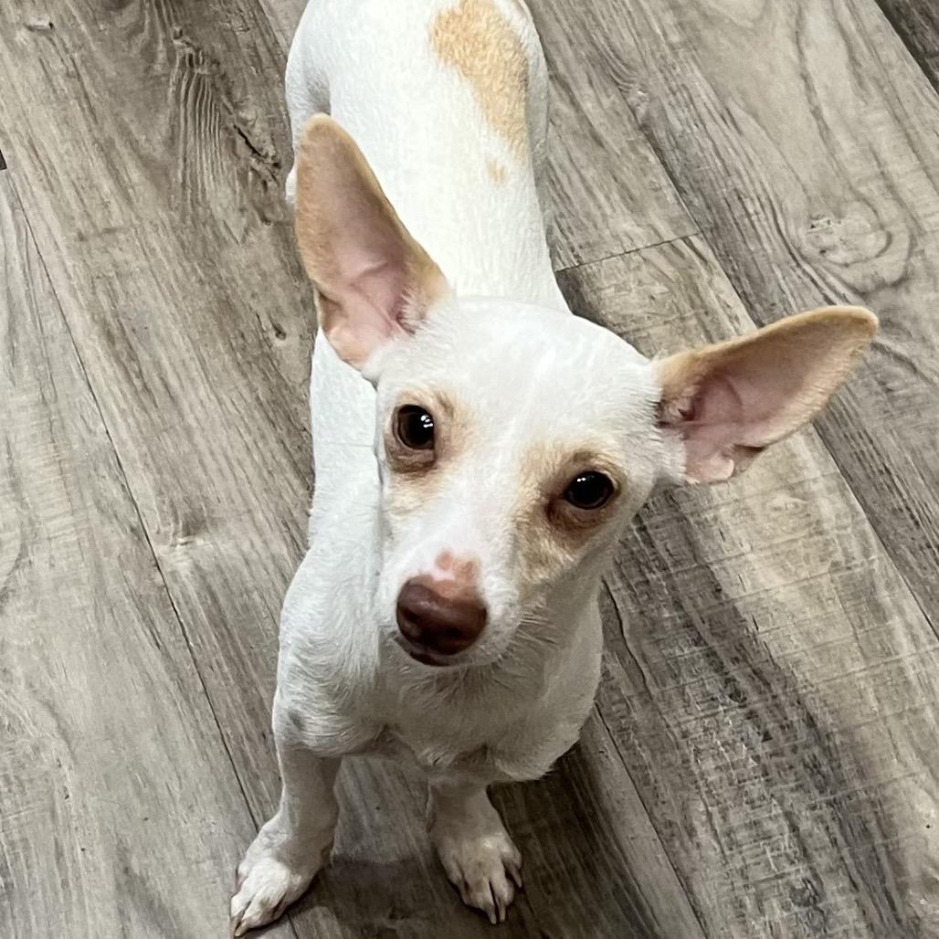 Asha, Adoptable, Adult Female Chihuahua.