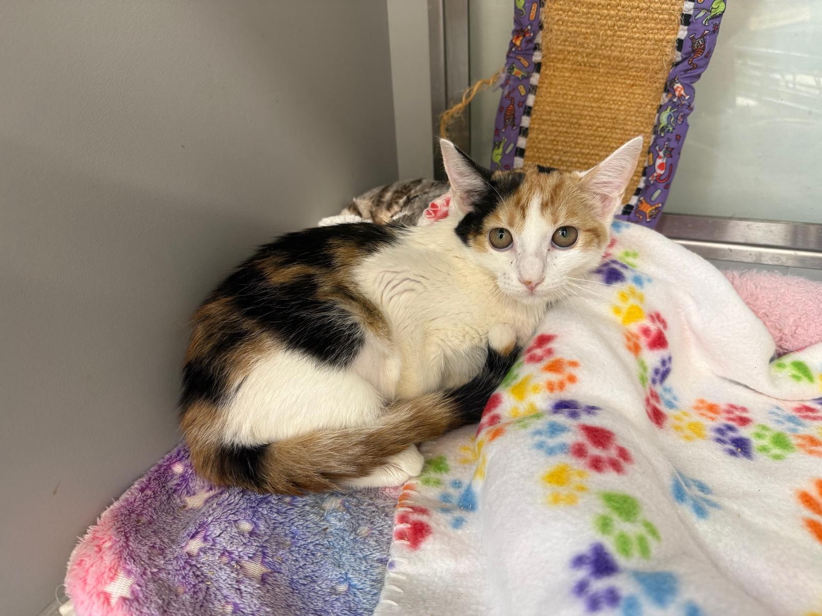 Enlarge Nibbles, a ADOPTABLE Domestic Short Hair in Miami Beach, FL image 2/6