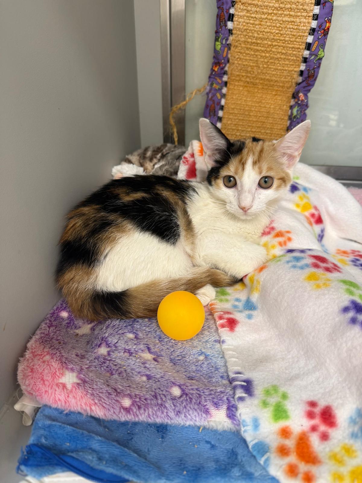 Enlarge Nibbles, a ADOPTABLE Domestic Short Hair in Miami Beach, FL image 3/6