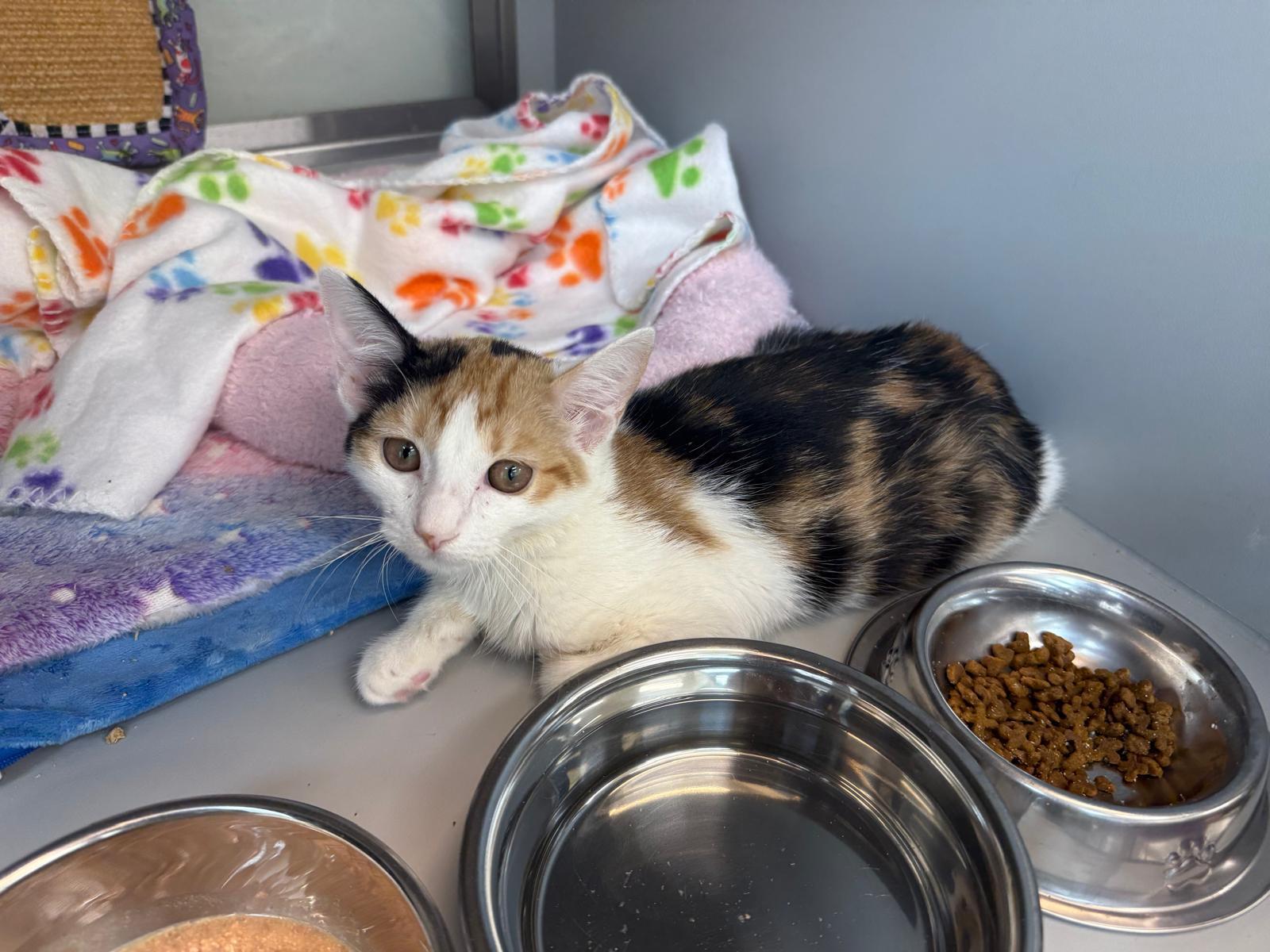 Enlarge Nibbles, a ADOPTABLE Domestic Short Hair in Miami Beach, FL image 4/6