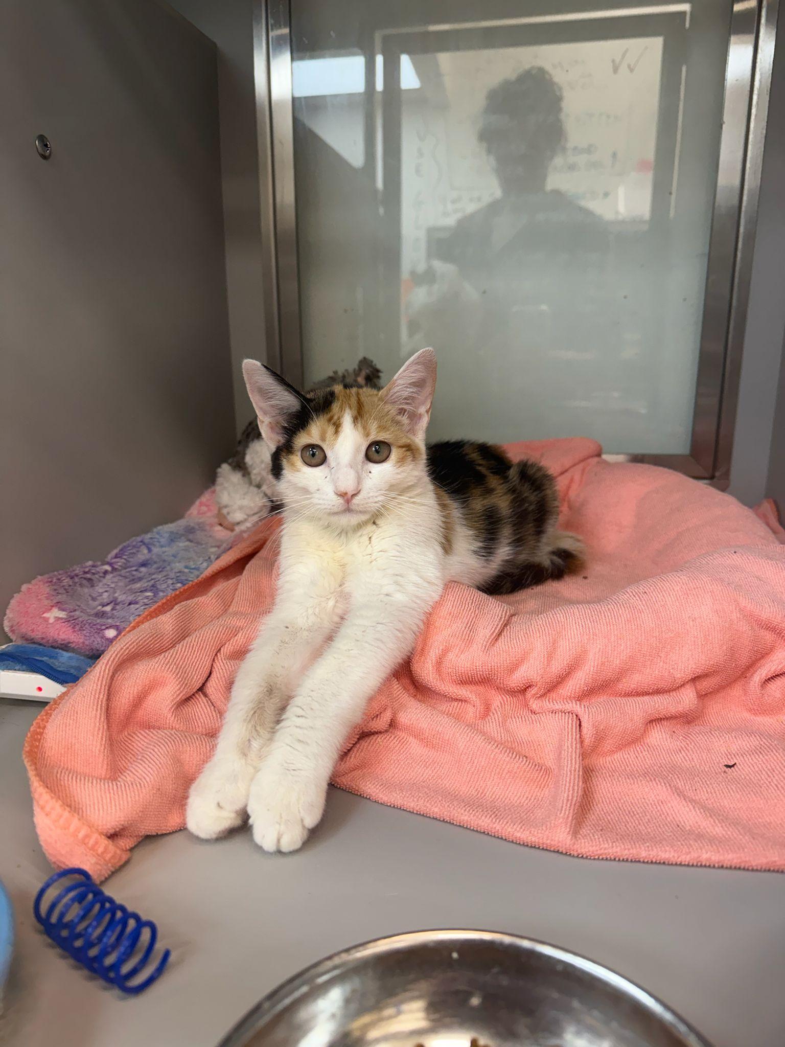 Enlarge Nibbles, a ADOPTABLE Domestic Short Hair in Miami Beach, FL image 1/6