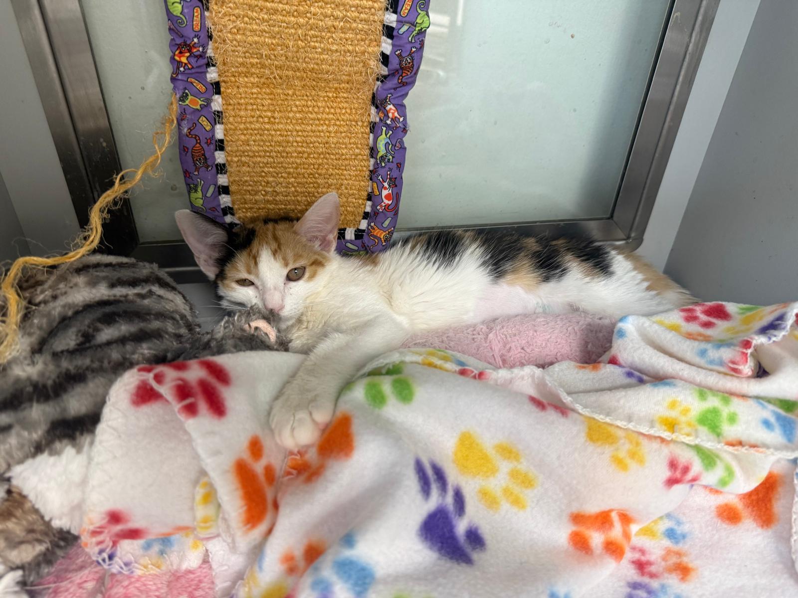 Enlarge Nibbles, a ADOPTABLE Domestic Short Hair in Miami Beach, FL image 5/6