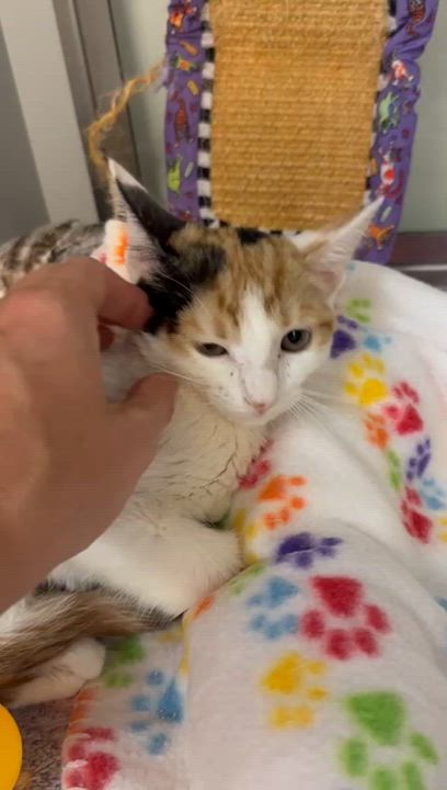 Enlarge Nibbles, a ADOPTABLE Domestic Short Hair in Miami Beach, FL video 6/6