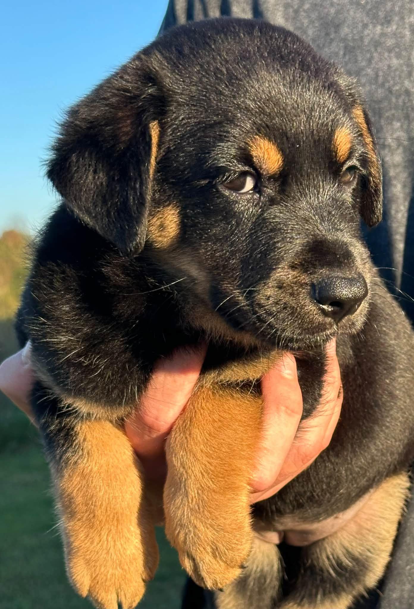 Enlarge Shiloh, a Adoptable mixed breed in Middletown, NY image 2/6