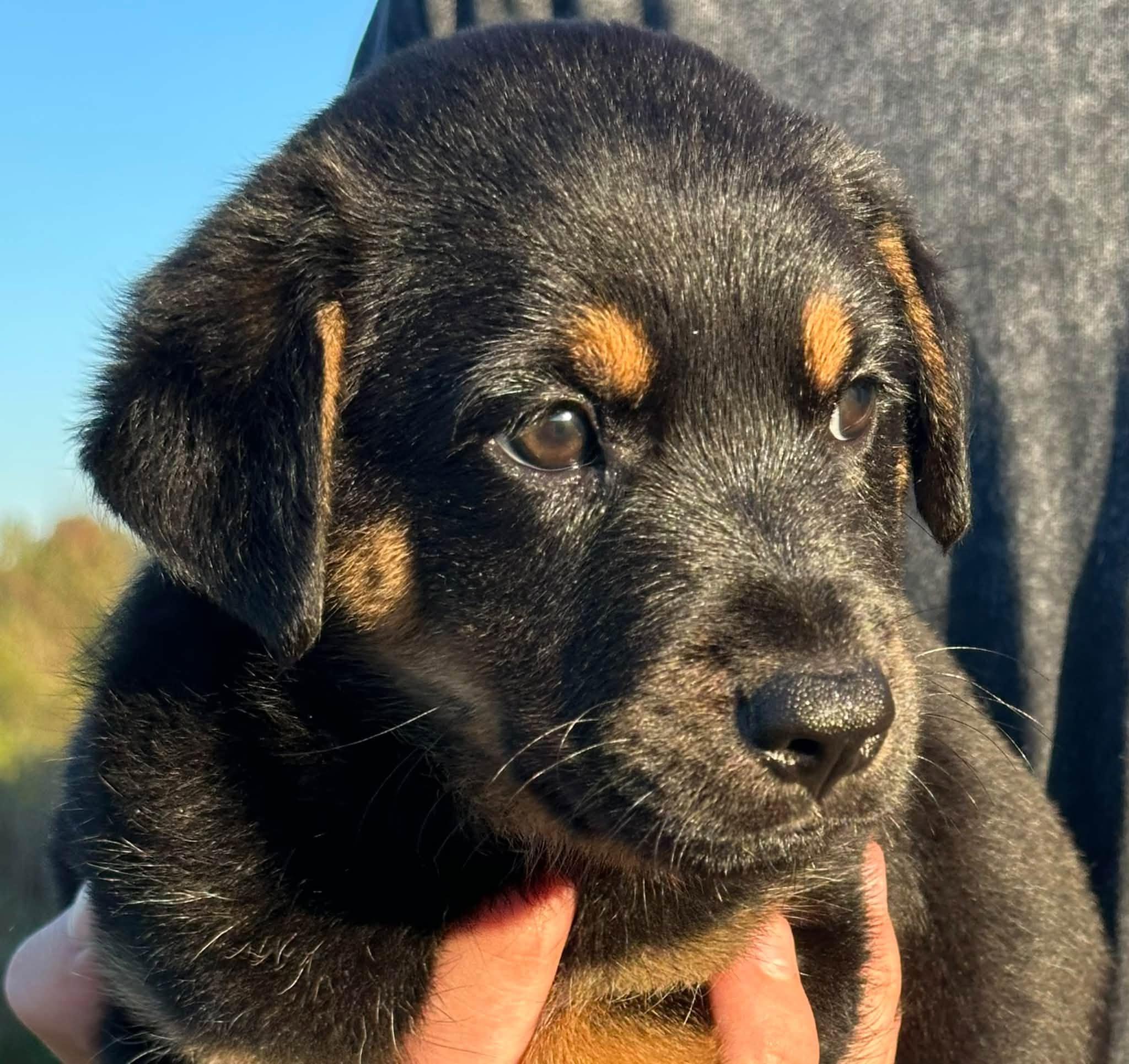 Enlarge Shiloh, a Adoptable mixed breed in Middletown, NY image 5/6