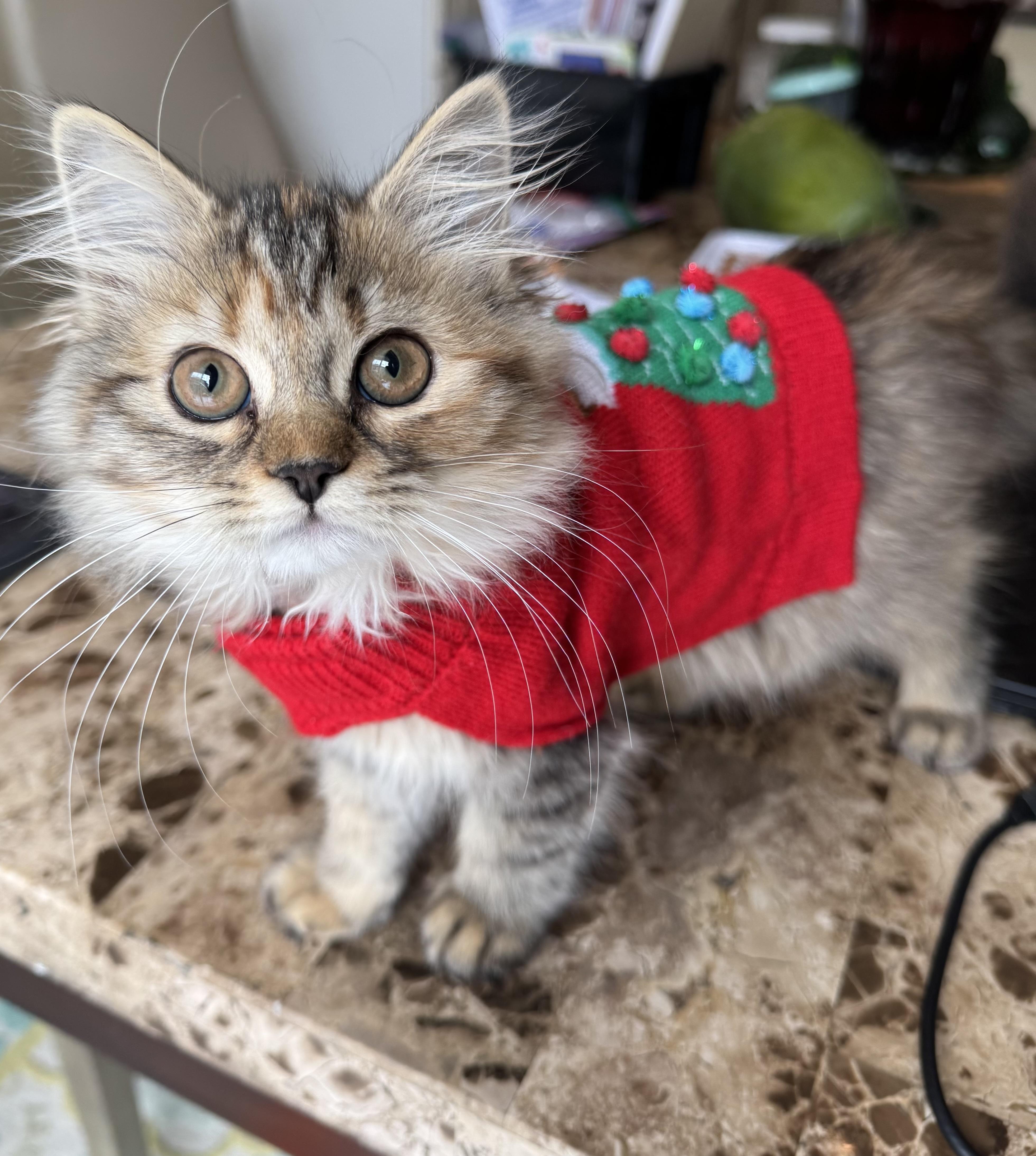 LunaZi - Walter USA, adopted, Kitten Female Maine Coon & Siberian.