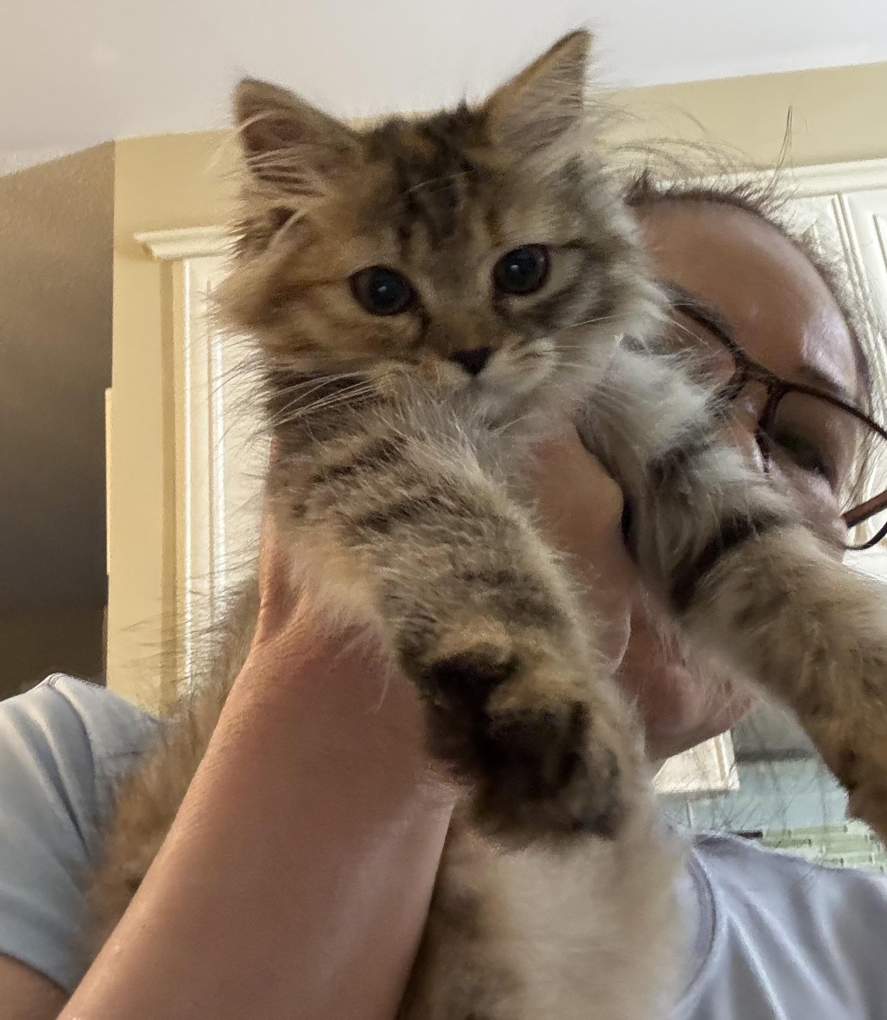 Enlarge LunaZi - Walter USA, an adopted mixed breed in Brampton, ON image 5/6