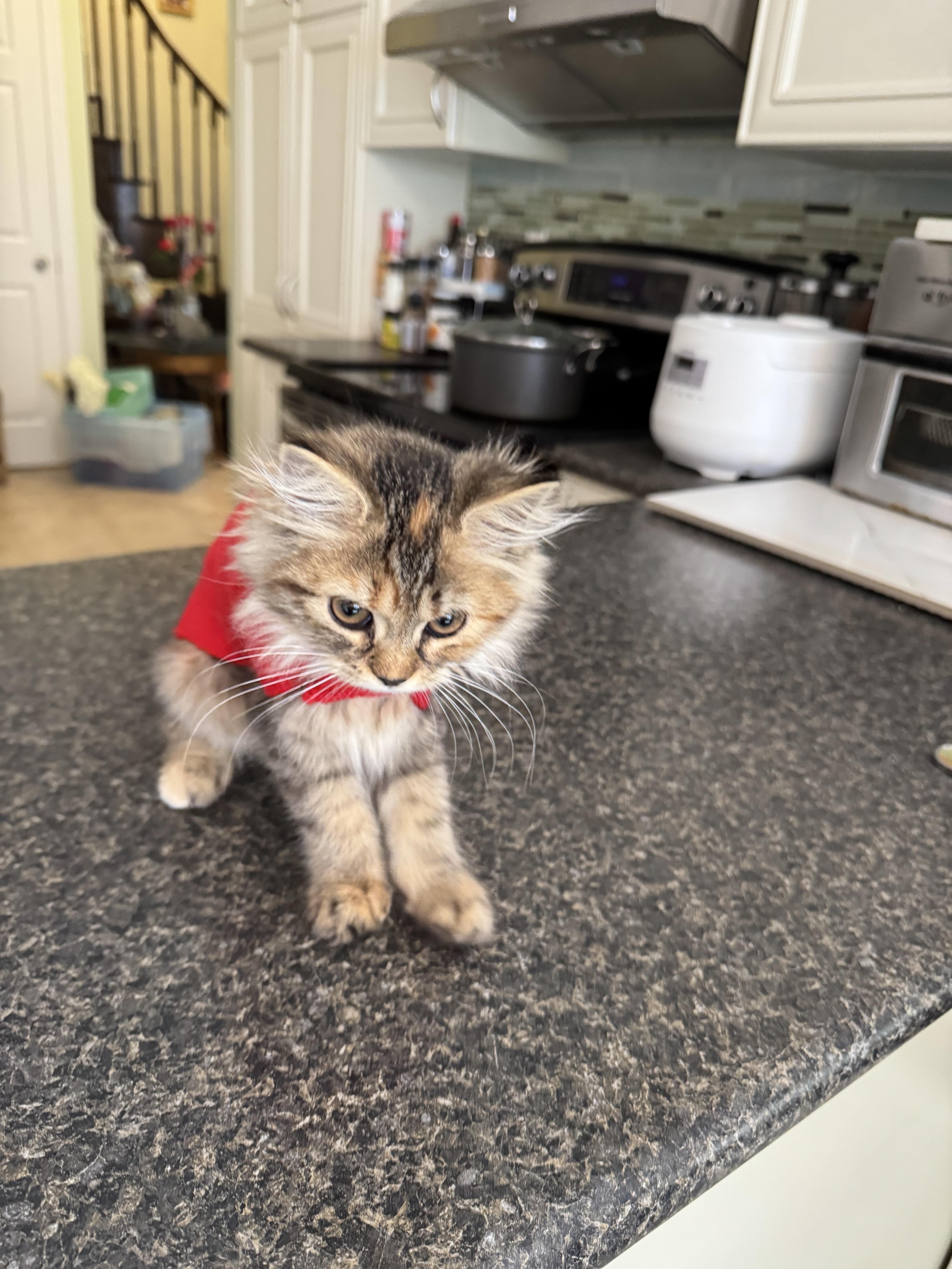 Enlarge LunaZi - Walter USA, an adopted mixed breed in Brampton, ON image 3/6