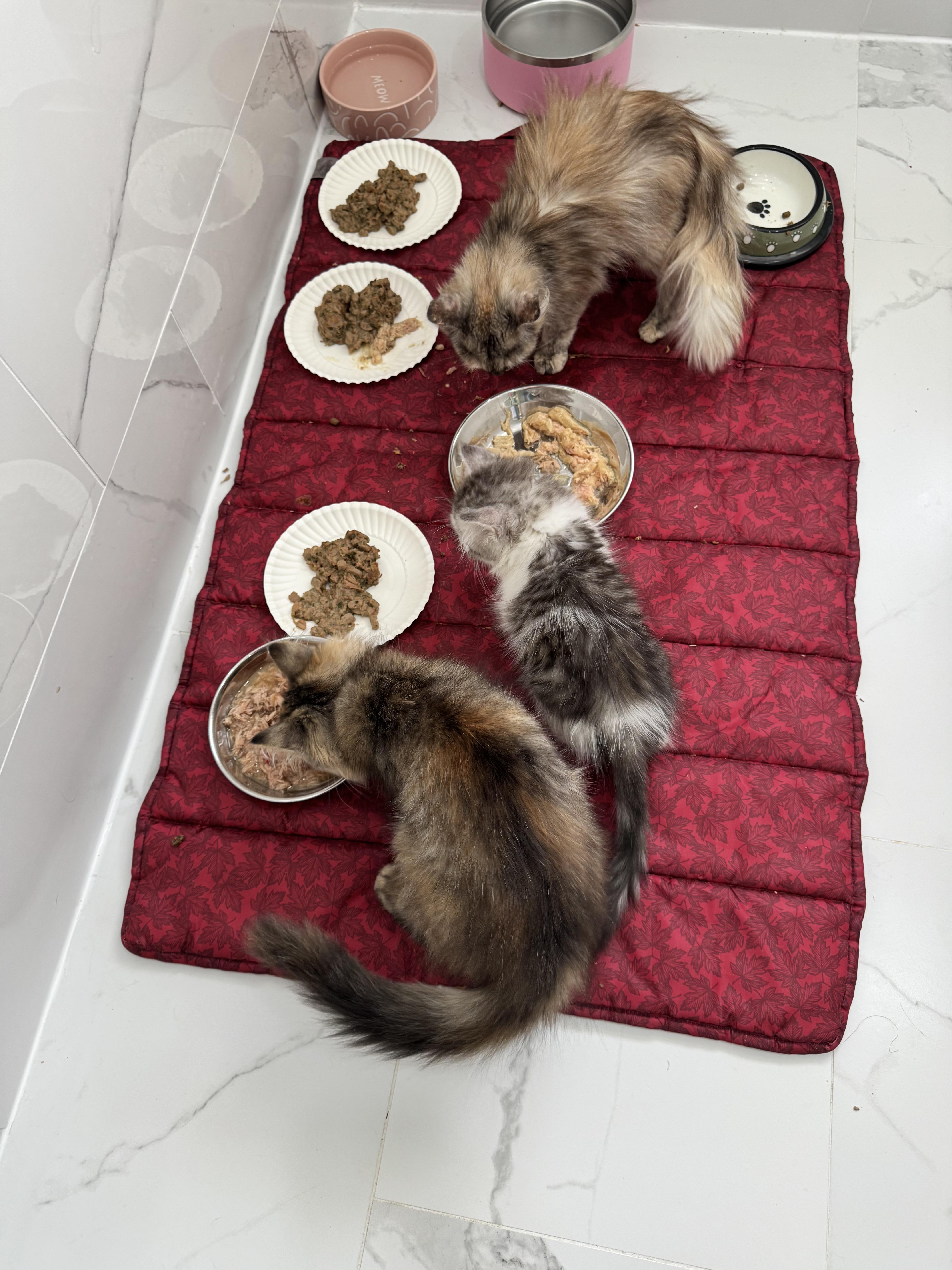 Enlarge LunaZi - Walter USA, an adopted mixed breed in Brampton, ON image 4/6