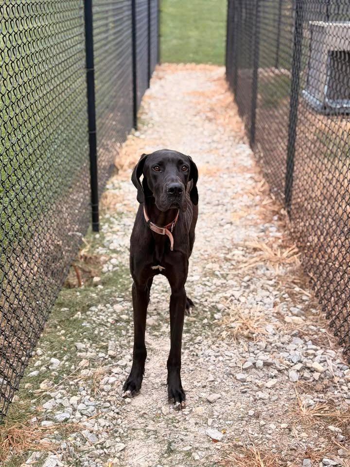 Busch, Adoptable, Young Male Great Dane.