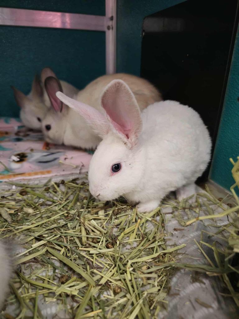 Bunzilla (Kiyomi), Adoptable, Young Male American.