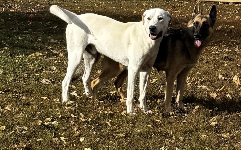 Romeo, a Adoptable mixed breed in Kankakee, IL image 3/5