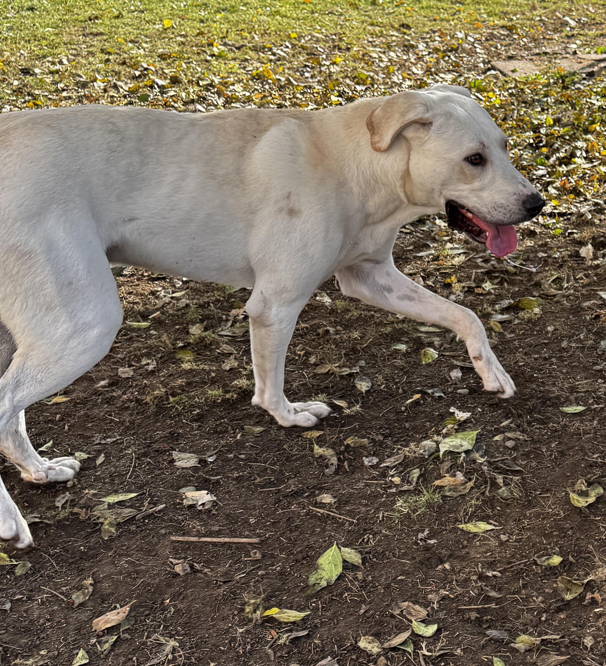 Romeo, a Adoptable mixed breed in Kankakee, IL image 4/5