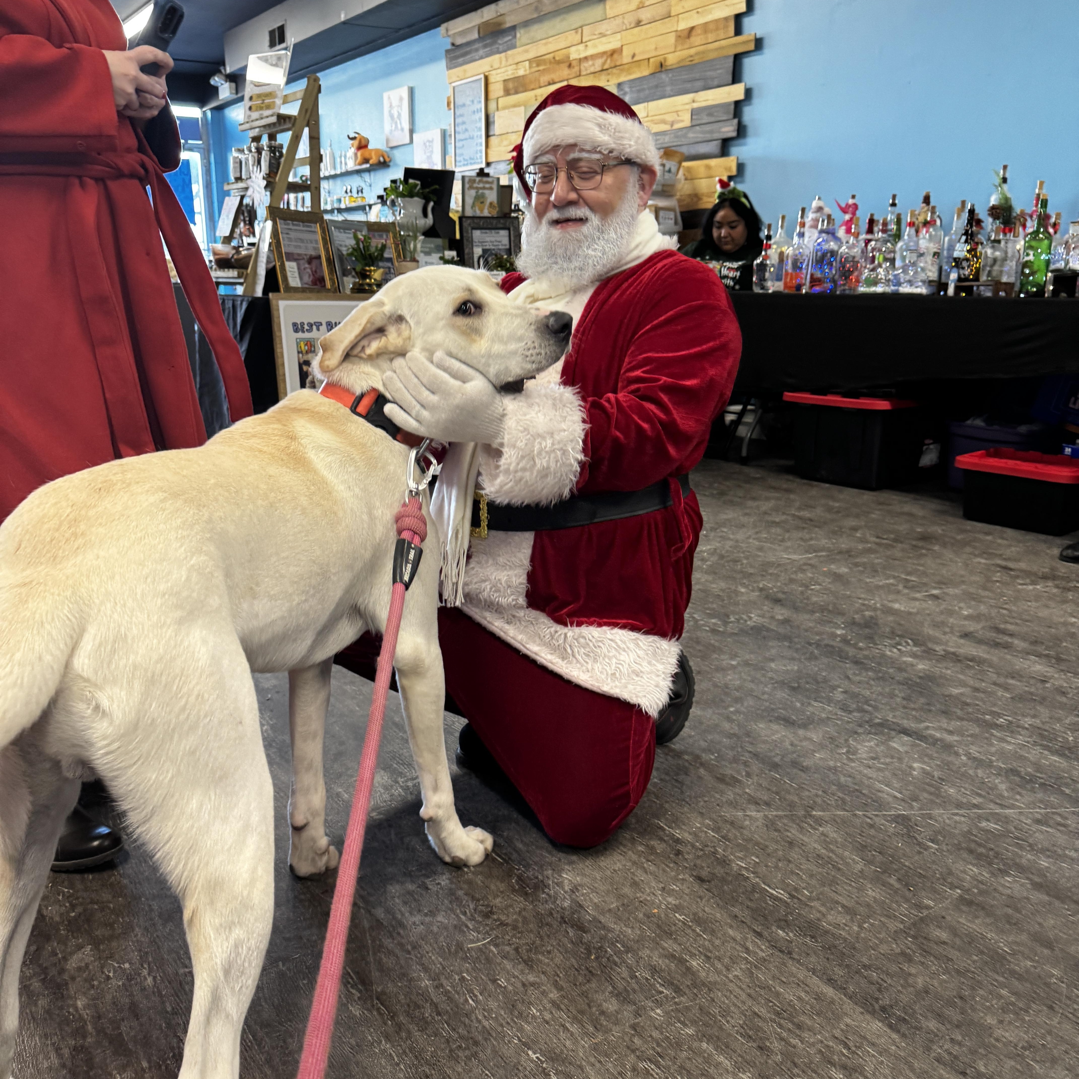 Enlarge Romeo, a Adoptable mixed breed in Kankakee, IL image 4/5