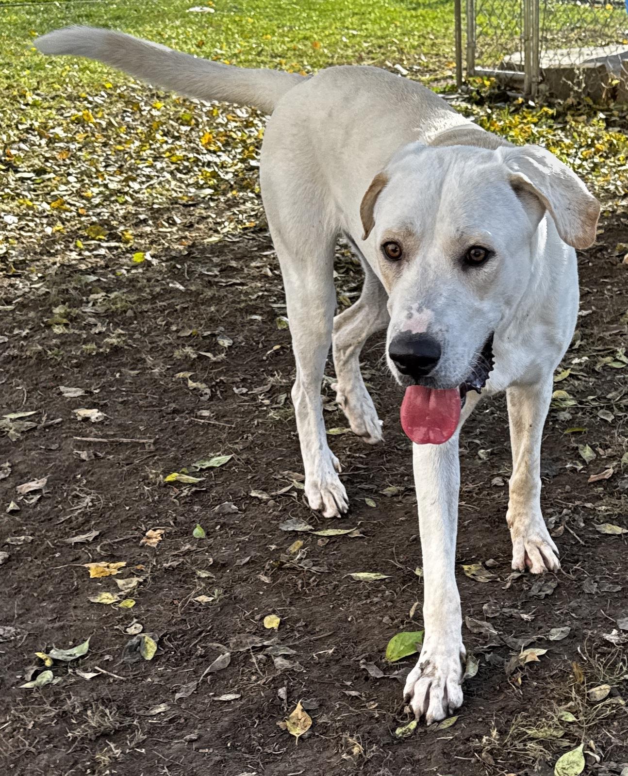 Romeo, a Adoptable mixed breed in Kankakee, IL image 5/5