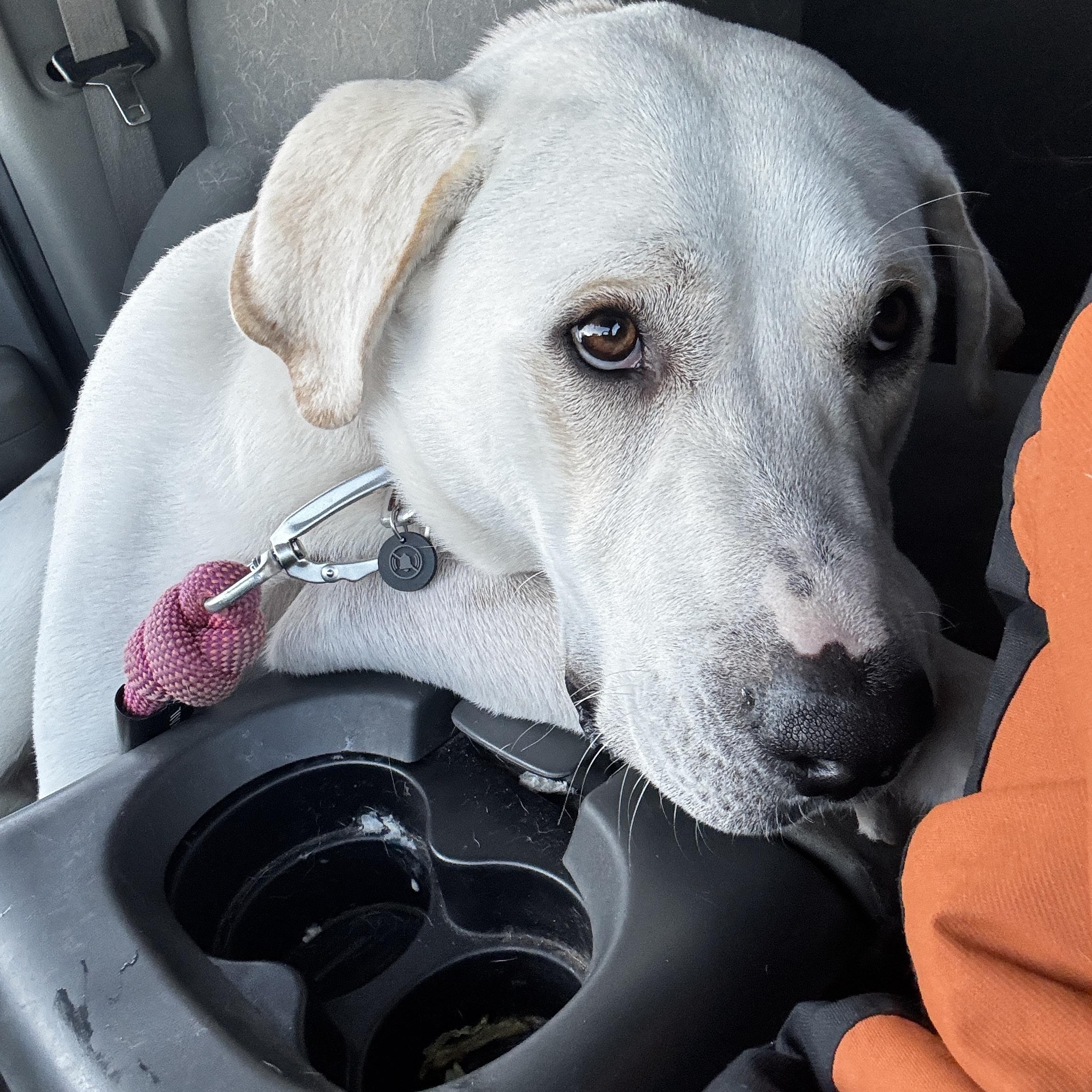 Enlarge Romeo, a Adoptable mixed breed in Kankakee, IL image 5/5