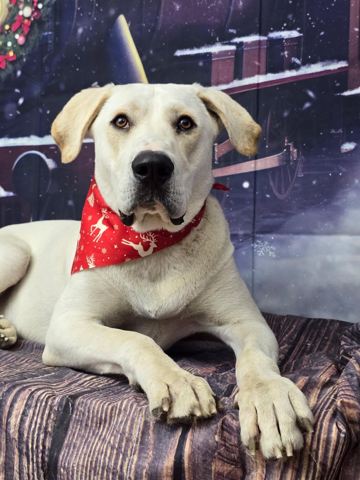 Romeo, Adoptable, Young Male Labrador Retriever.