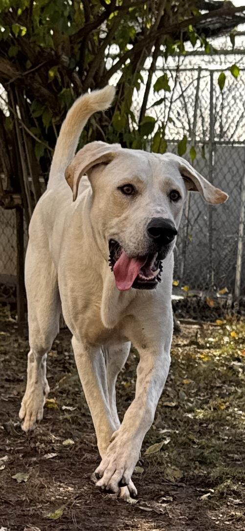 Romeo, Adoptable, Young Male Labrador Retriever.