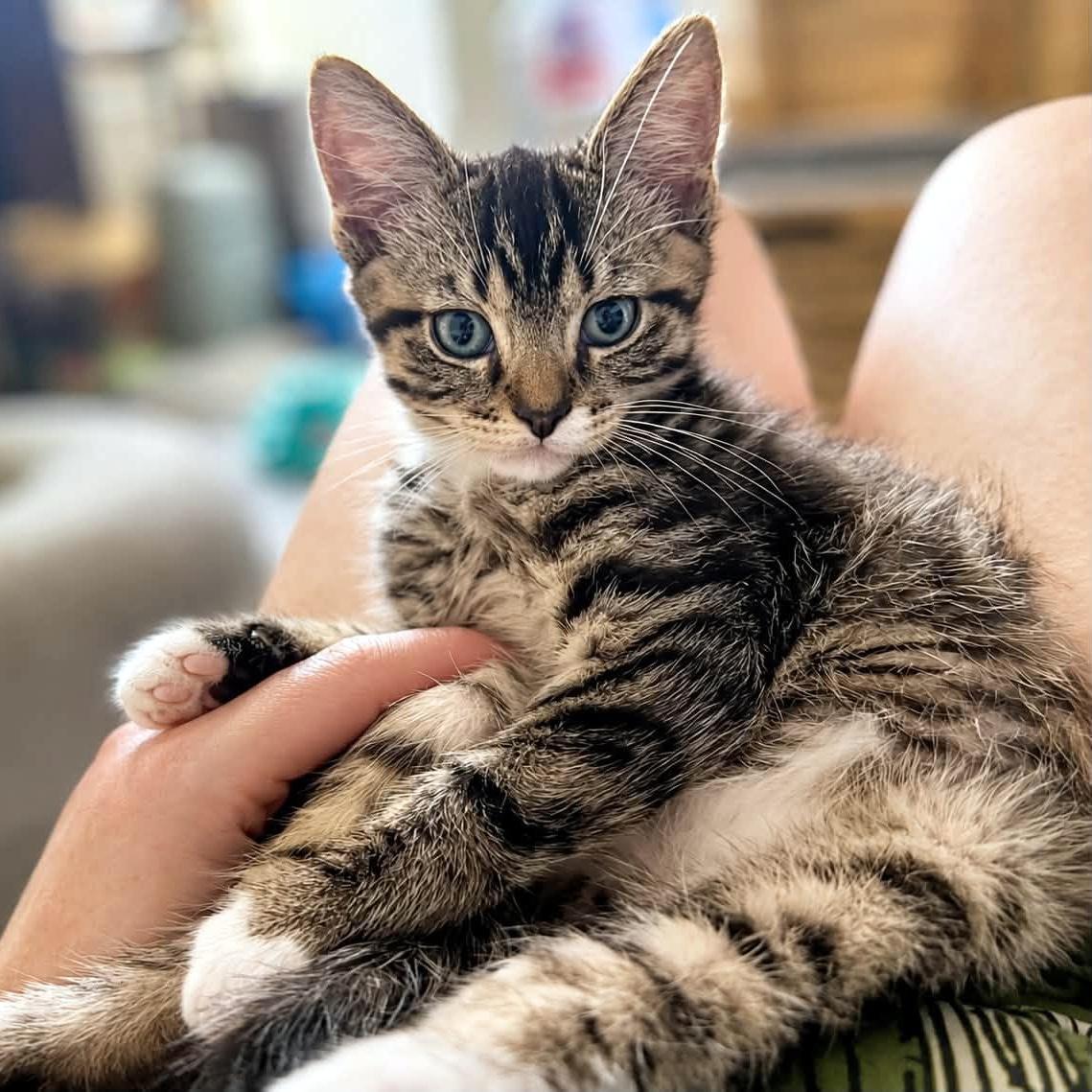 Sergei, a ADOPTABLE Domestic Short Hair in Pittsburgh, PA image 1/4