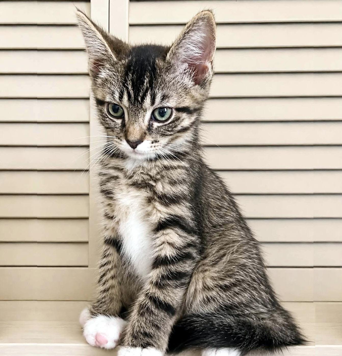 Sergei, a ADOPTABLE Domestic Short Hair in Pittsburgh, PA image 2/4