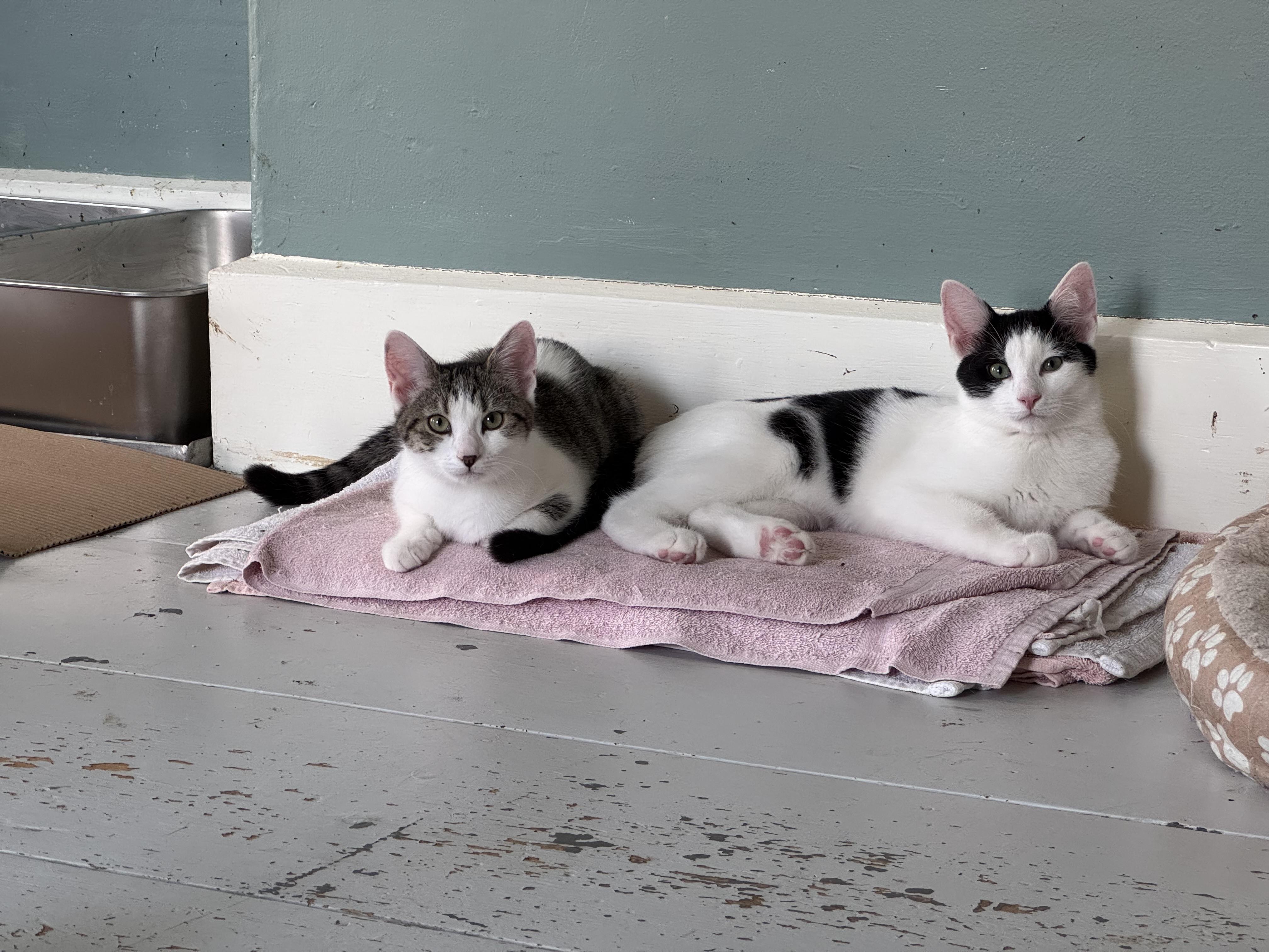 Enlarge Annie Claire, a Adoptable Domestic Short Hair in Uxbridge, MA image 2/3