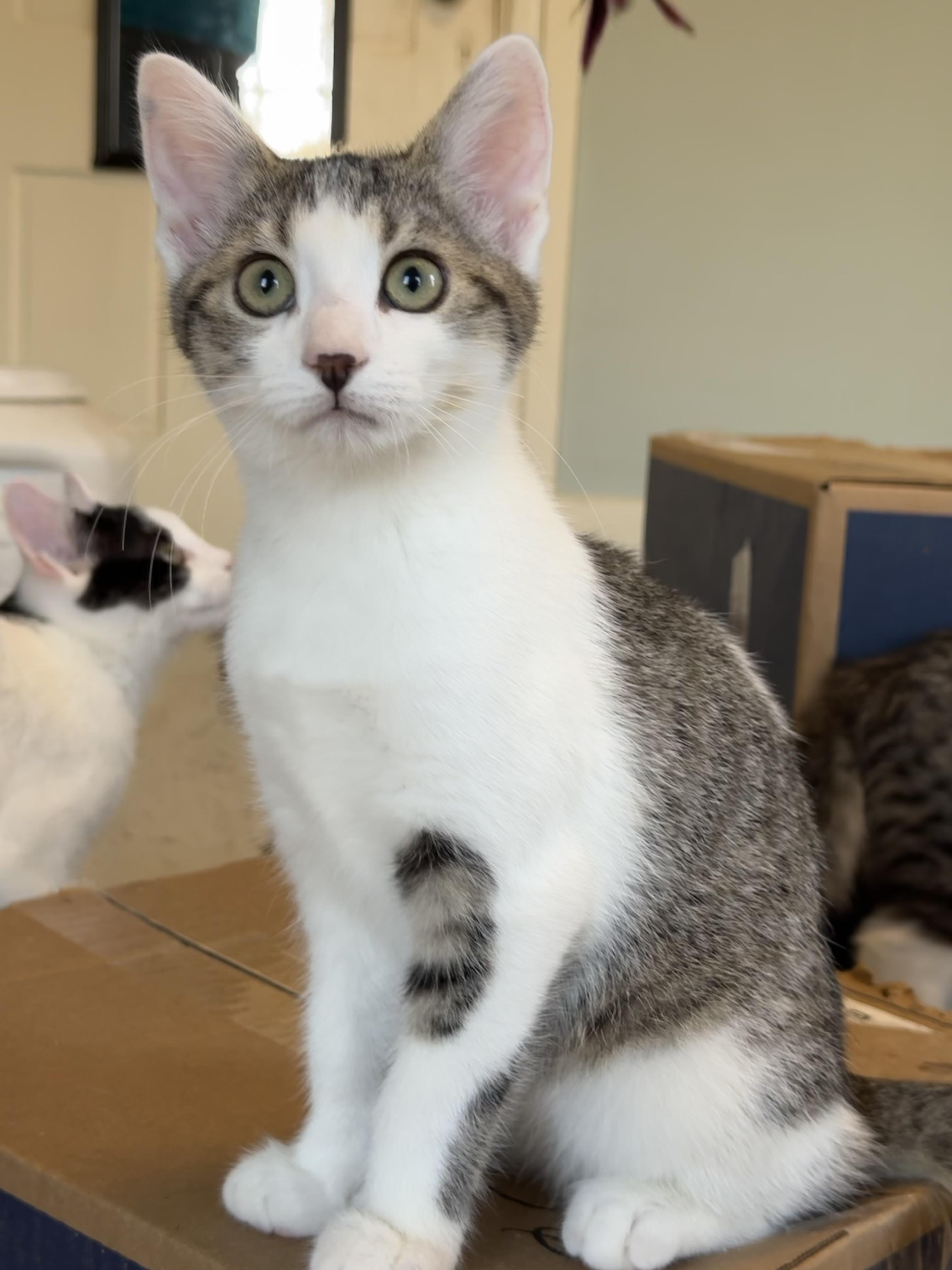 Enlarge Annie Claire, a Adoptable Domestic Short Hair in Uxbridge, MA image 1/3