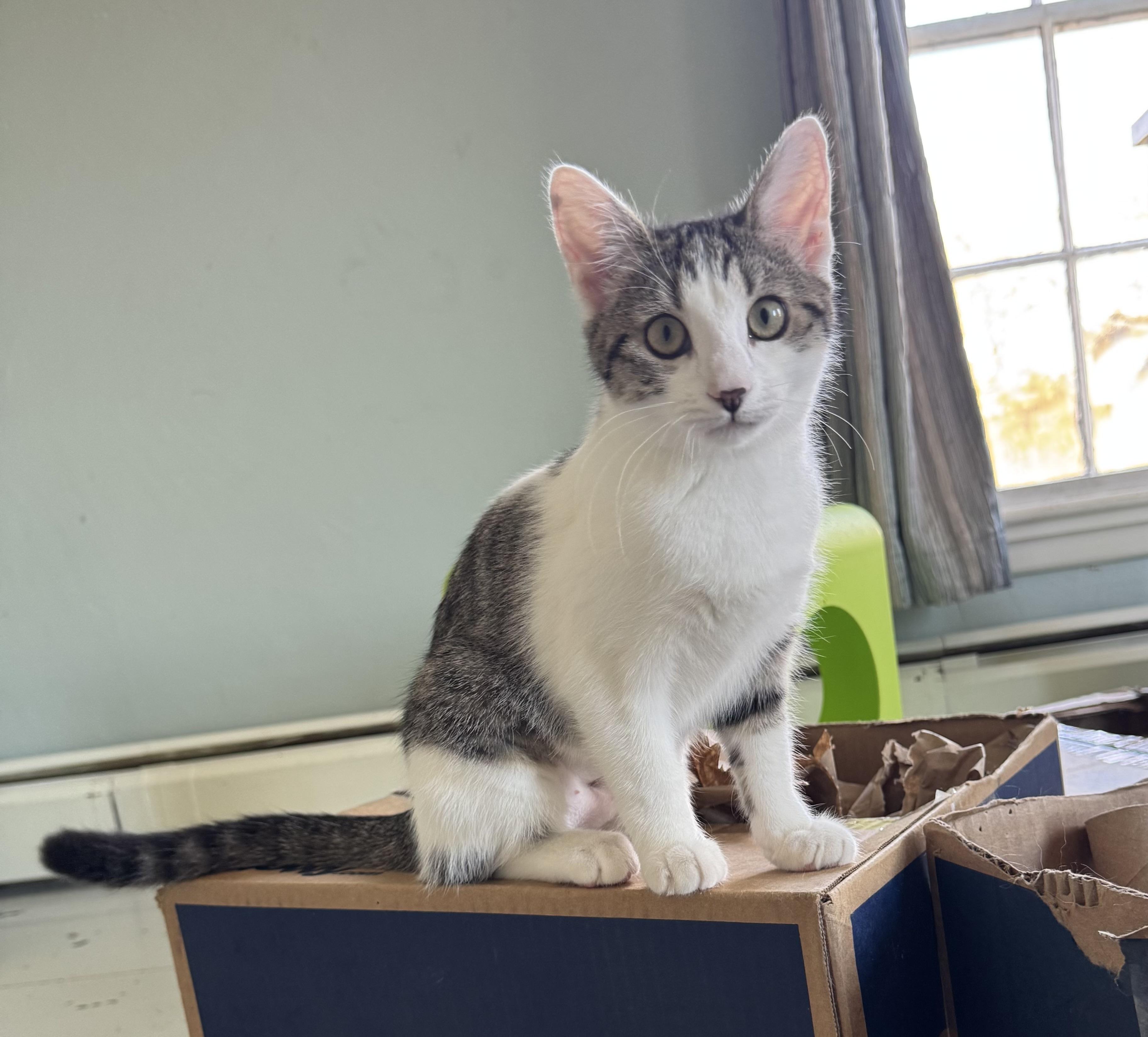 Enlarge Annie Claire, a Adoptable Domestic Short Hair in Uxbridge, MA image 3/3