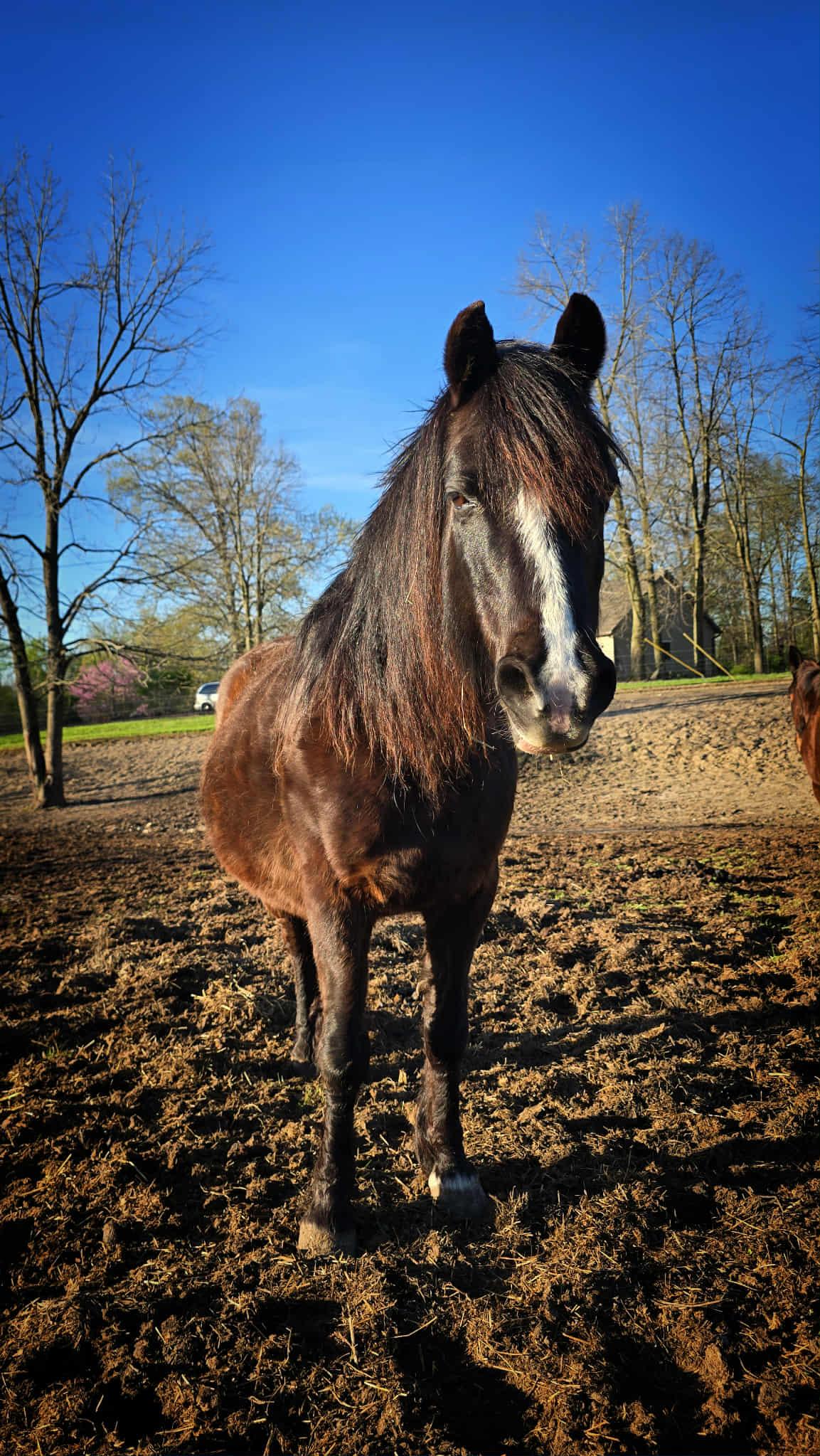 Samson, Adoptable, Adult Male Pony.