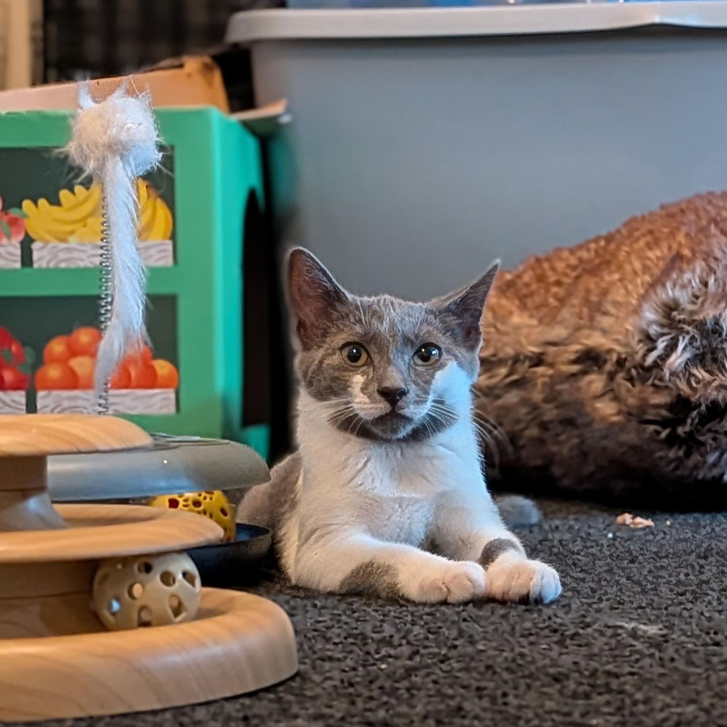 Enlarge Mimi, a Adoptable Domestic Short Hair in Newburgh, NY image 4/6