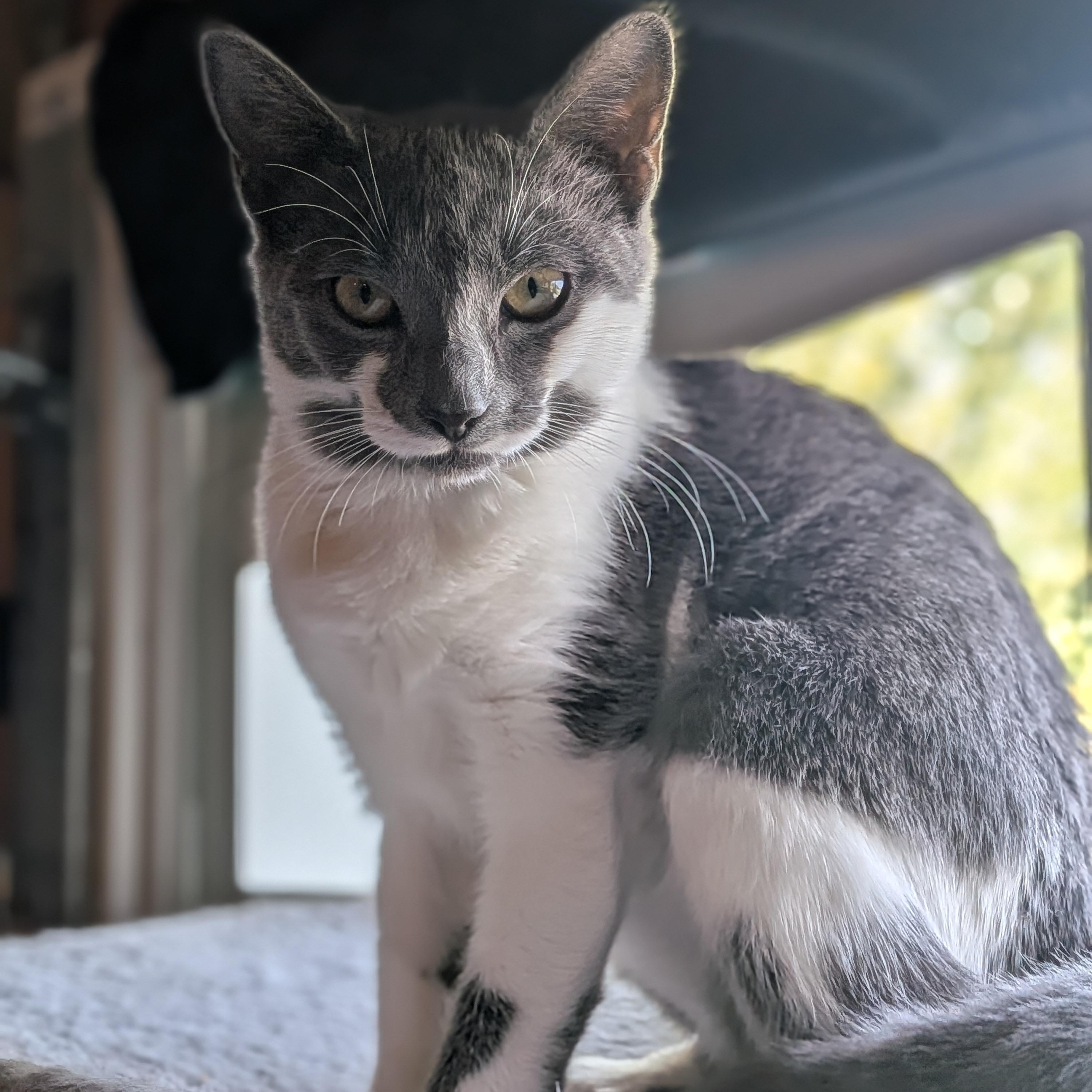 Enlarge Mimi, a Adoptable Domestic Short Hair in Newburgh, NY image 1/6