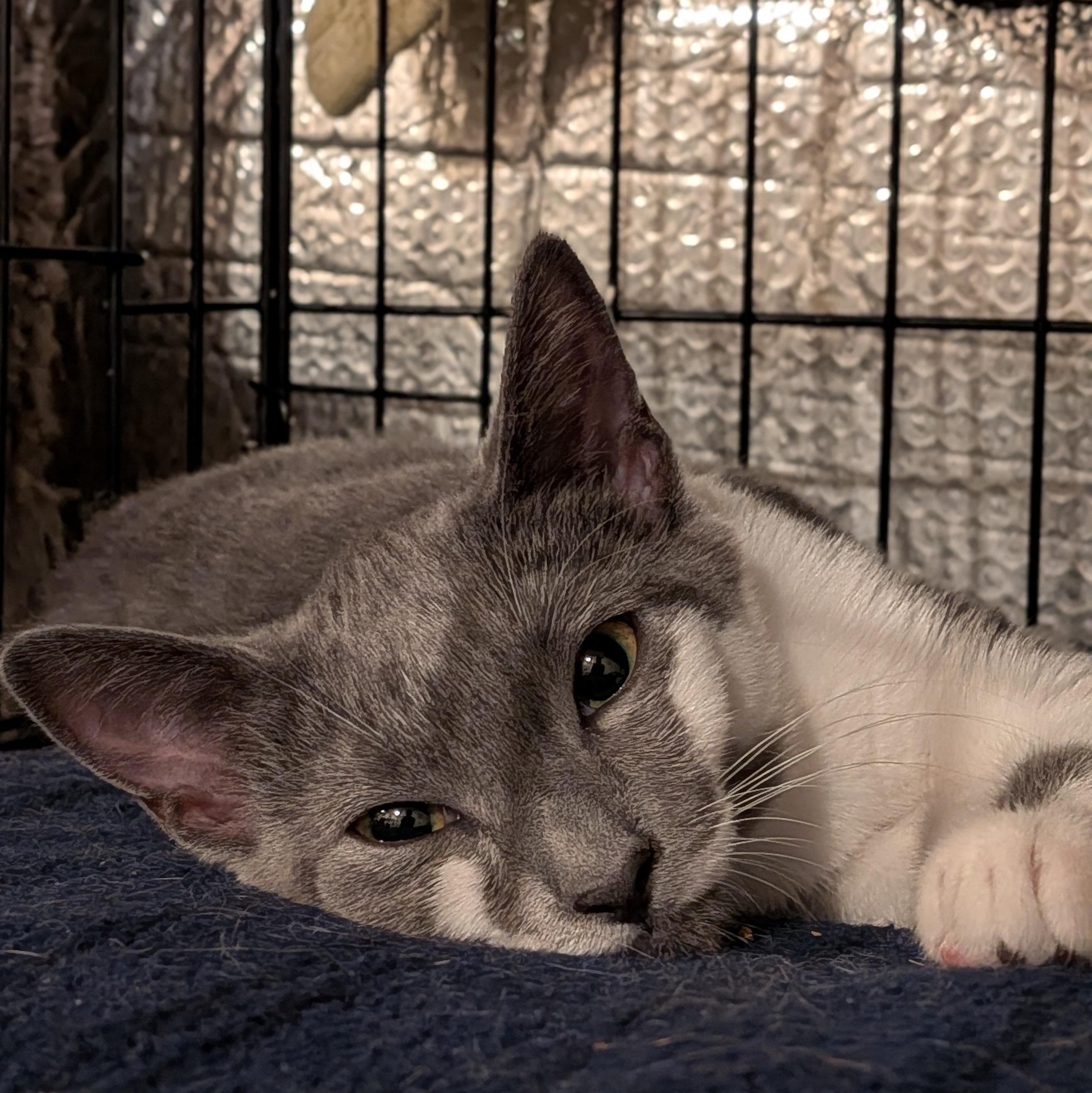 Enlarge Mimi, a Adoptable Domestic Short Hair in Newburgh, NY image 3/6