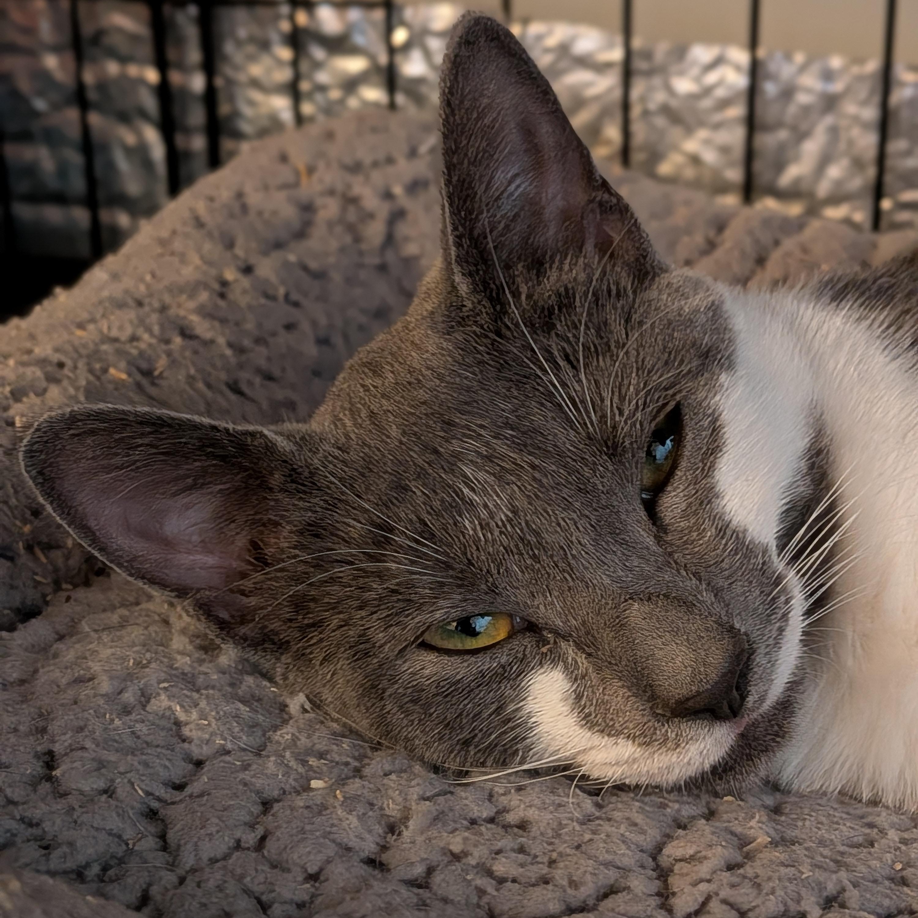 Enlarge Mimi, a Adoptable Domestic Short Hair in Newburgh, NY image 2/6