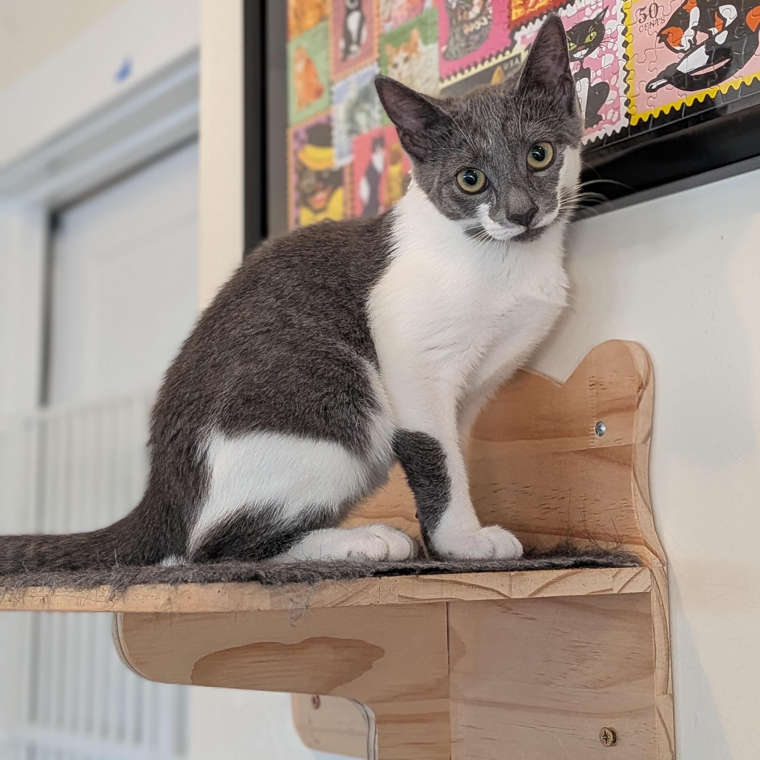 Enlarge Mimi, a Adoptable Domestic Short Hair in Newburgh, NY image 5/6