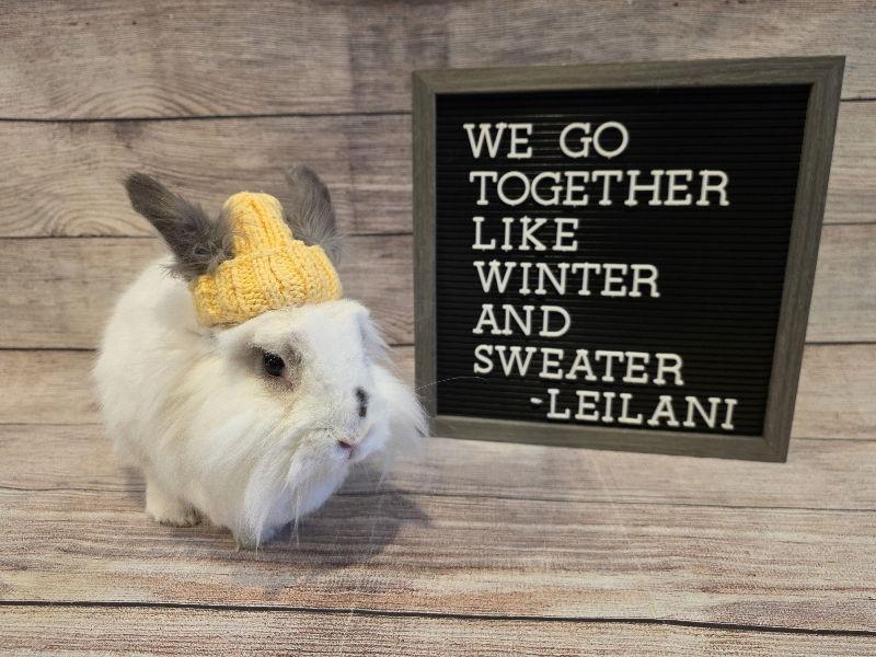 Enlarge Leilani, a Adoptable Lionhead in Columbus, OH image 1/1