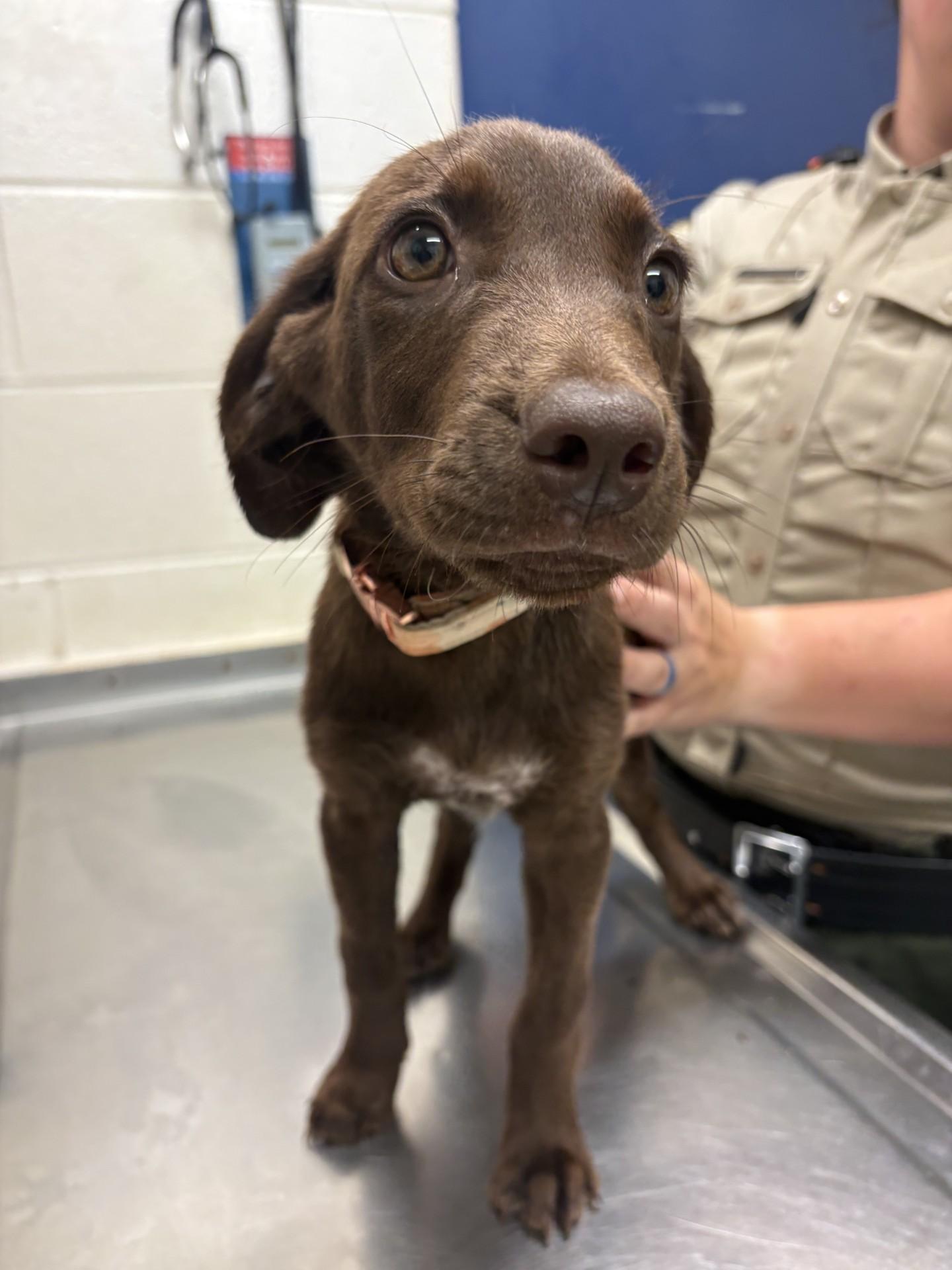 Jill, a ADOPTABLE mixed breed in Ashland, VA image 4/4