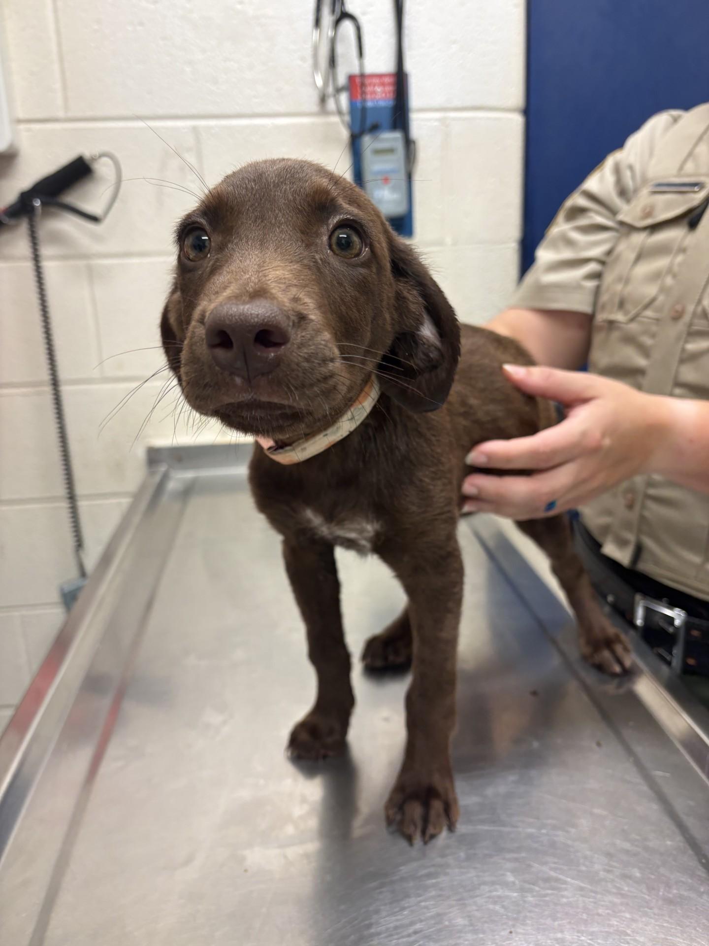 Jill, a ADOPTABLE mixed breed in Ashland, VA image 2/4