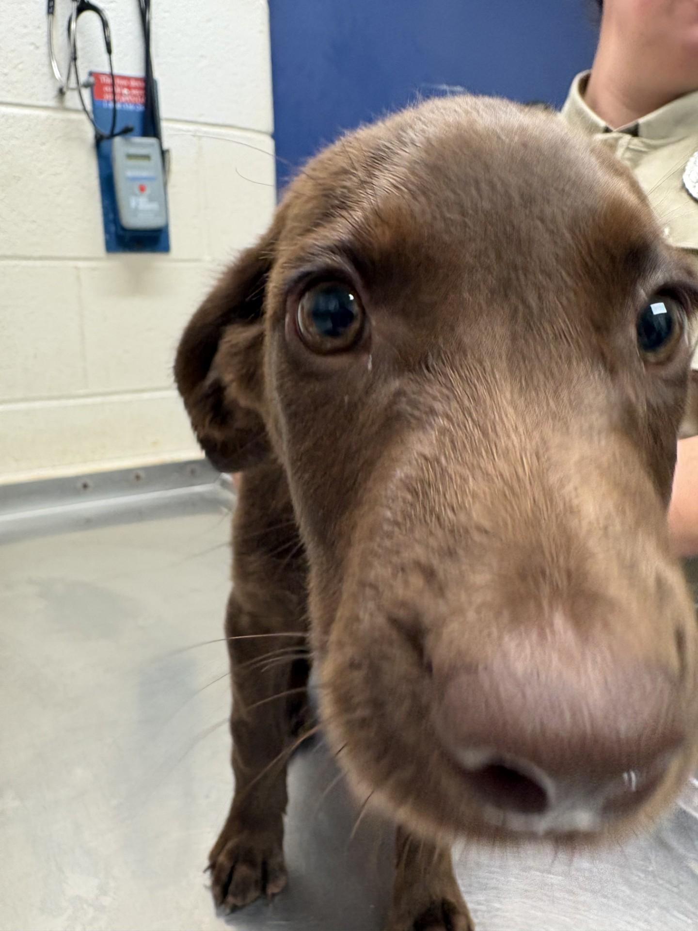 Jill, adopted, Puppy Female Labrador Retriever & German Shorthaired Pointer.