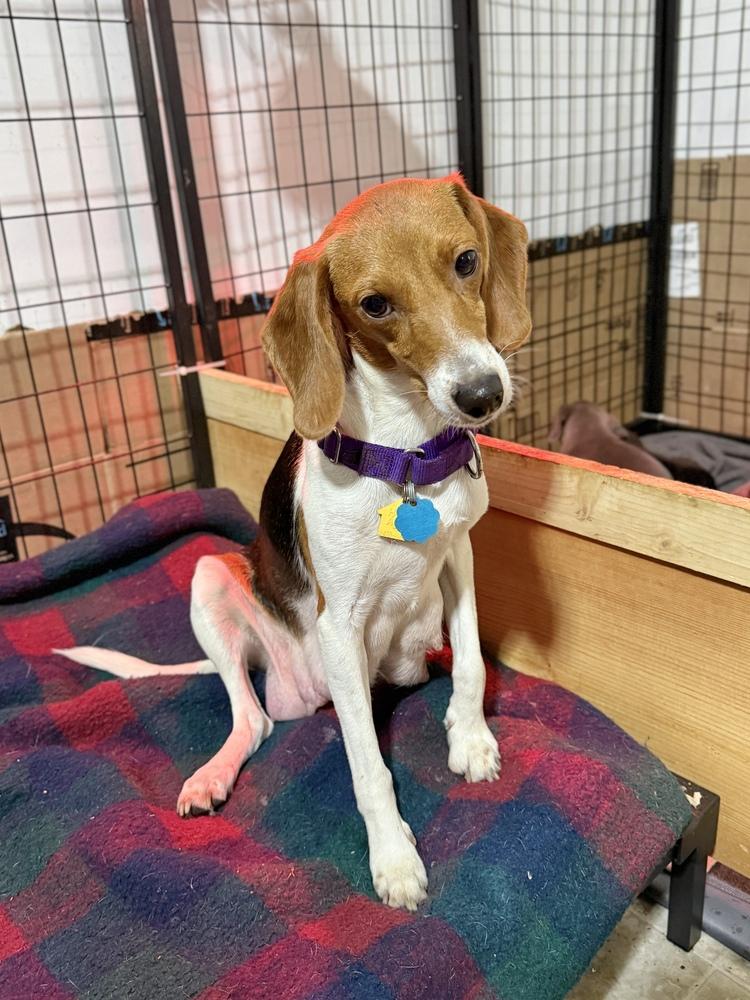Hera, a Adoptable Beagle in Charleston, SC image 1/6
