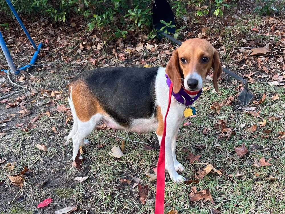 Hera, Adoptable, Adult Female Beagle.