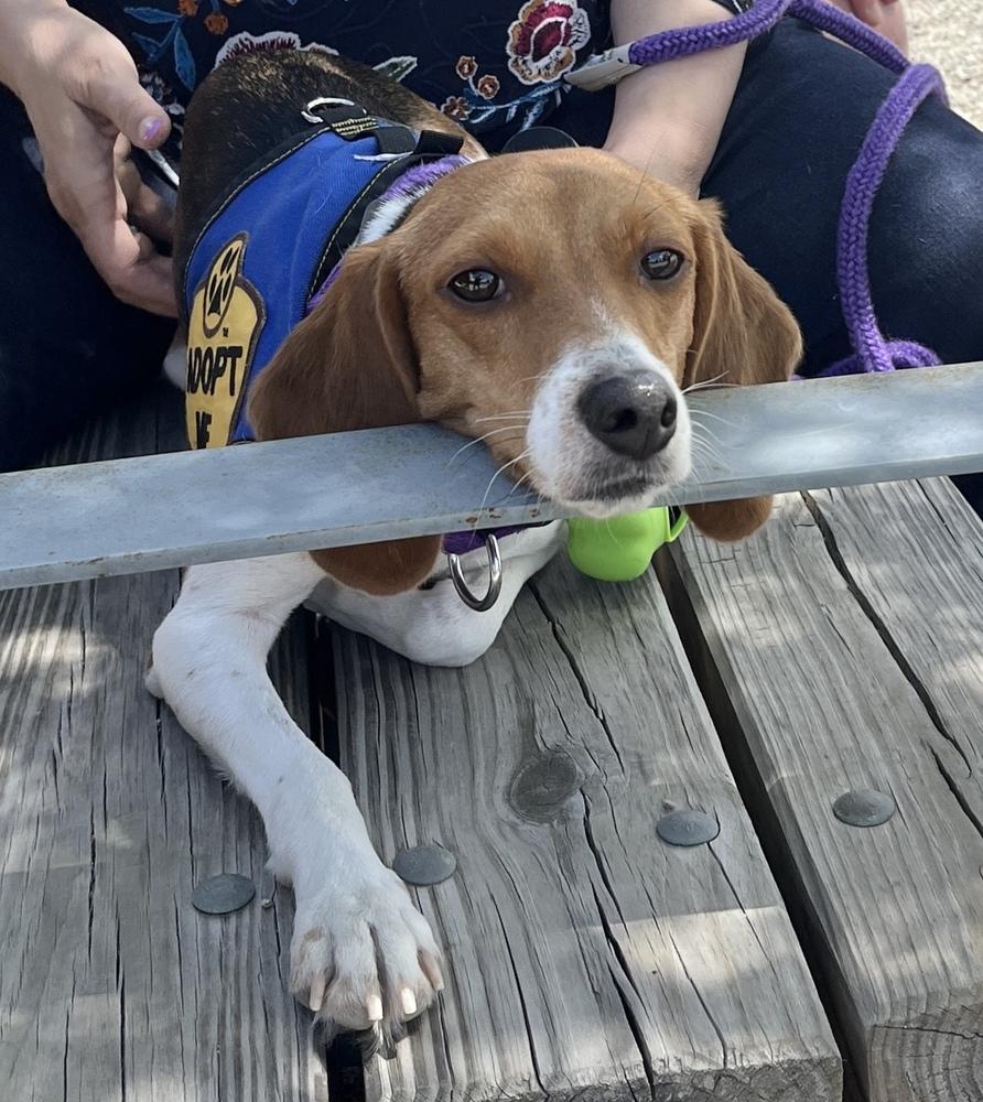 Enlarge Hera, a Adoptable Beagle in Charleston, SC image 2/6
