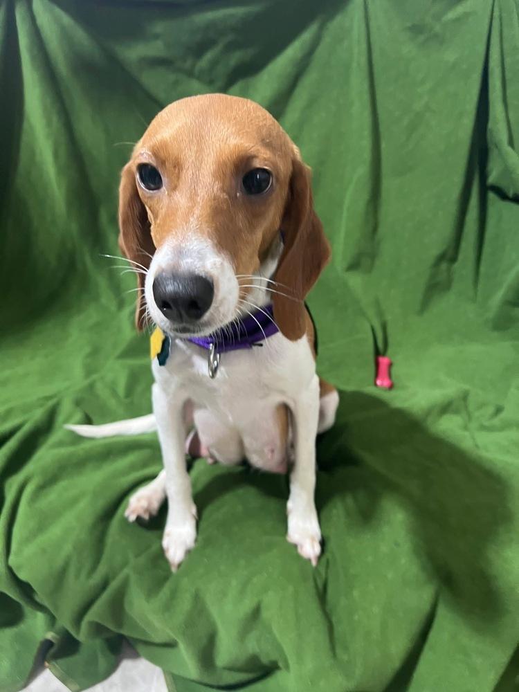 Hera, a Adoptable Beagle in Charleston, SC image 2/6