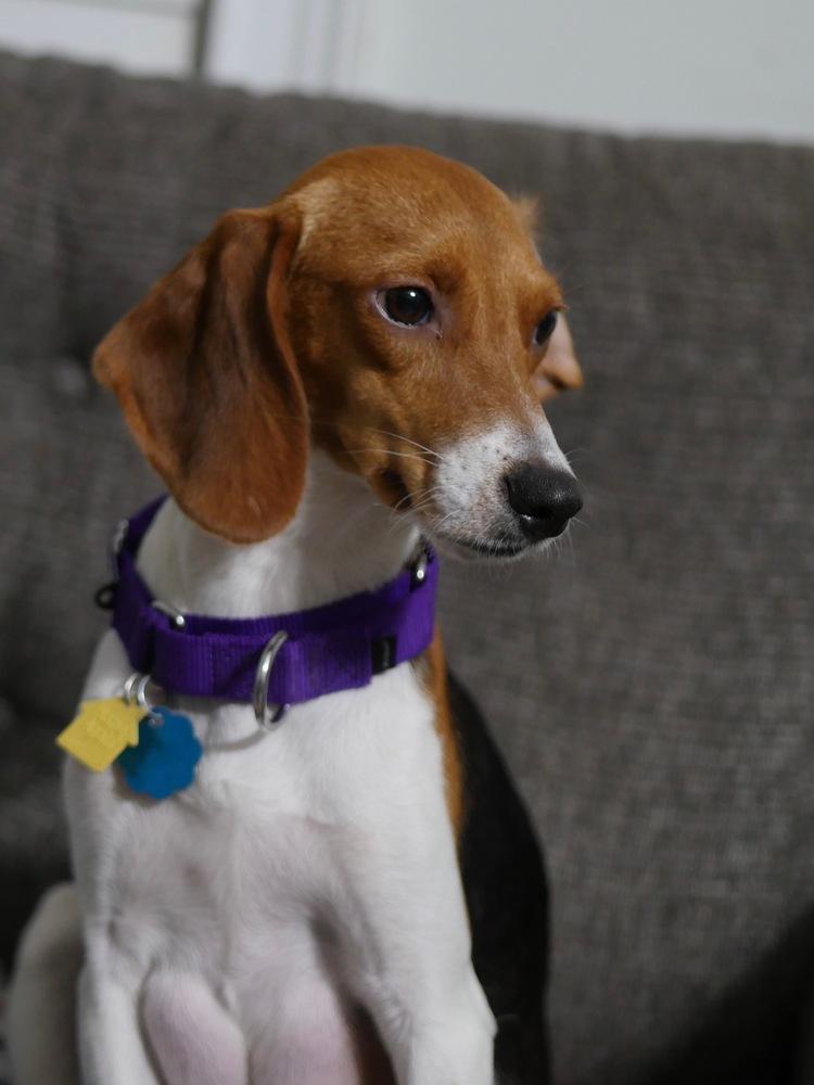Hera, a Adoptable Beagle in Charleston, SC image 3/6
