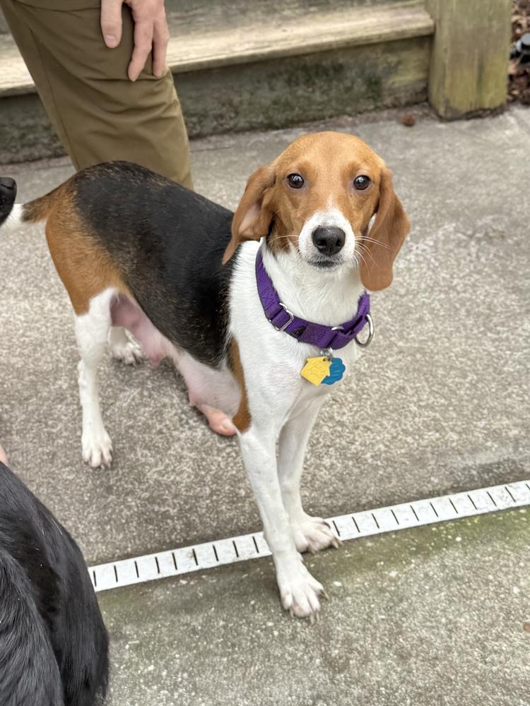 Hera, a Adoptable Beagle in Charleston, SC image 4/6
