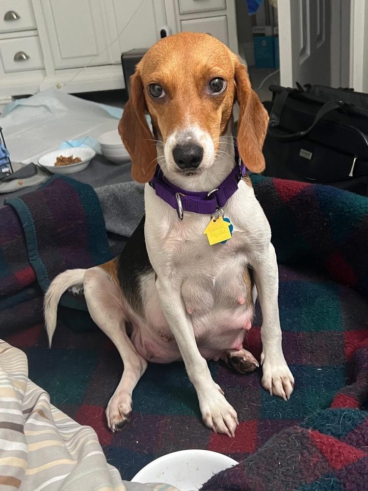 Hera, a Adoptable Beagle in Charleston, SC image 4/6