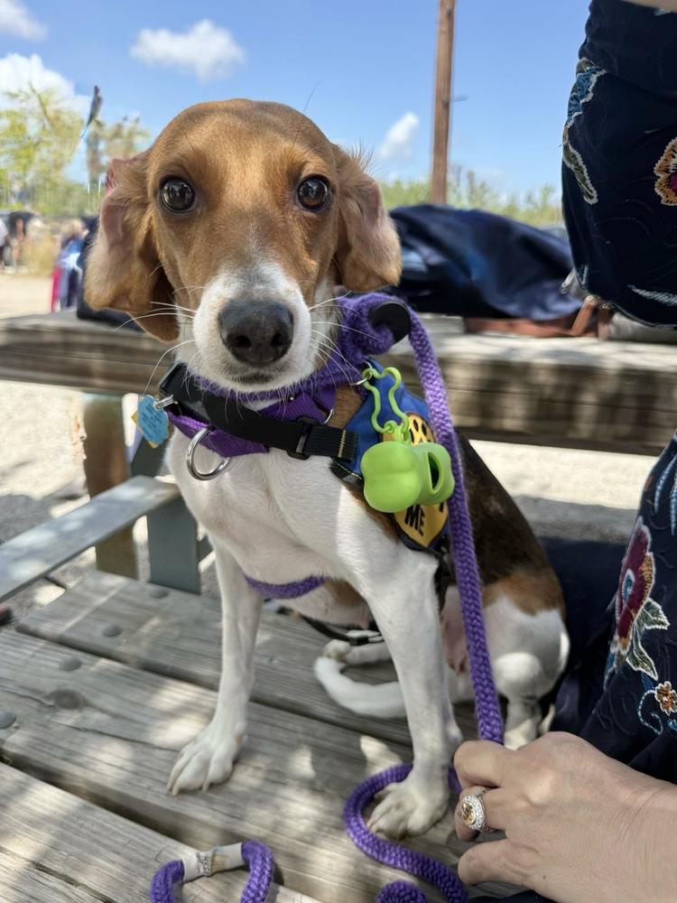 Enlarge Hera, a Adoptable Beagle in Charleston, SC image 6/6